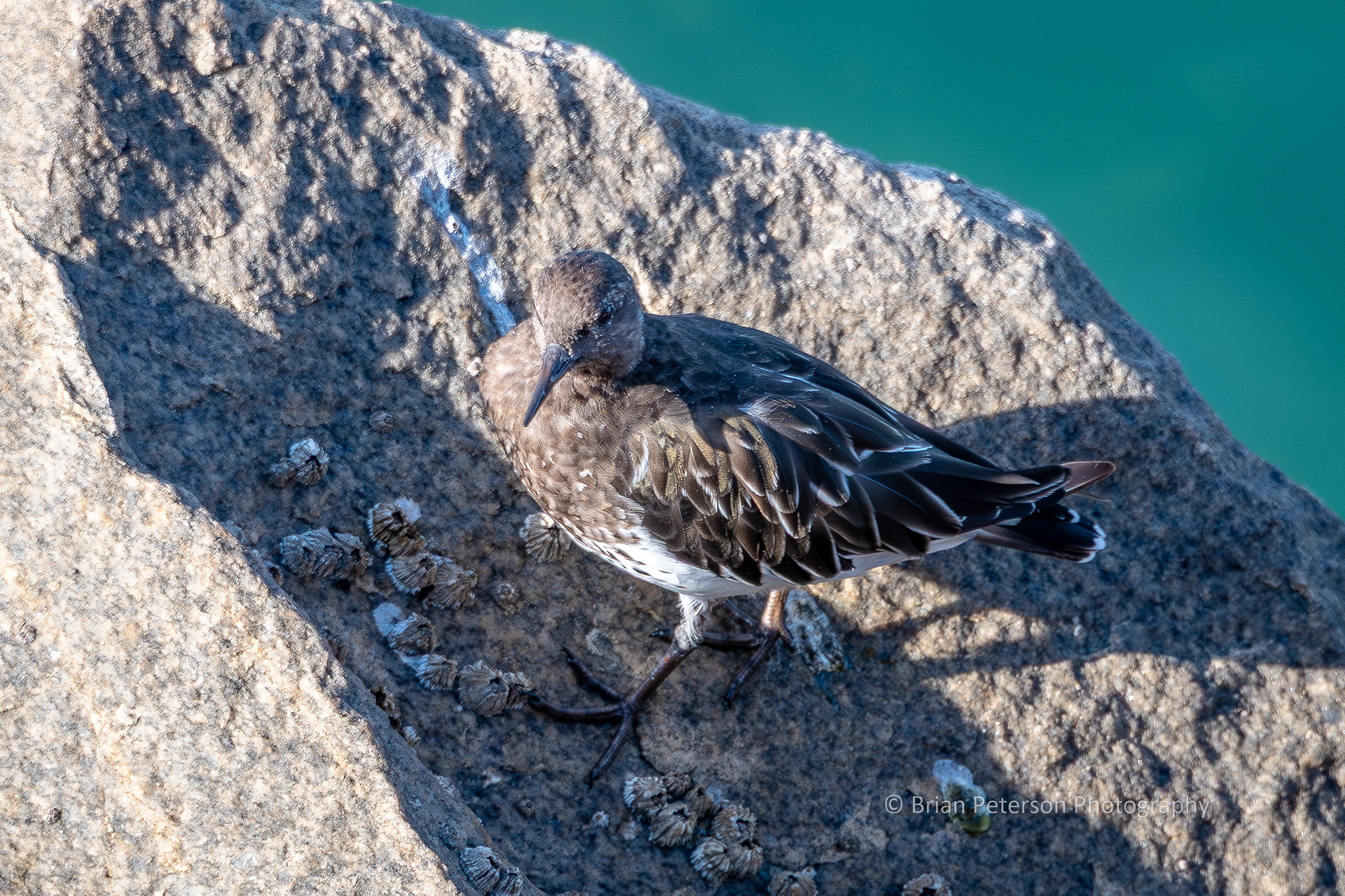 DSC_1711: Black Turnstone Bird on a Rock.