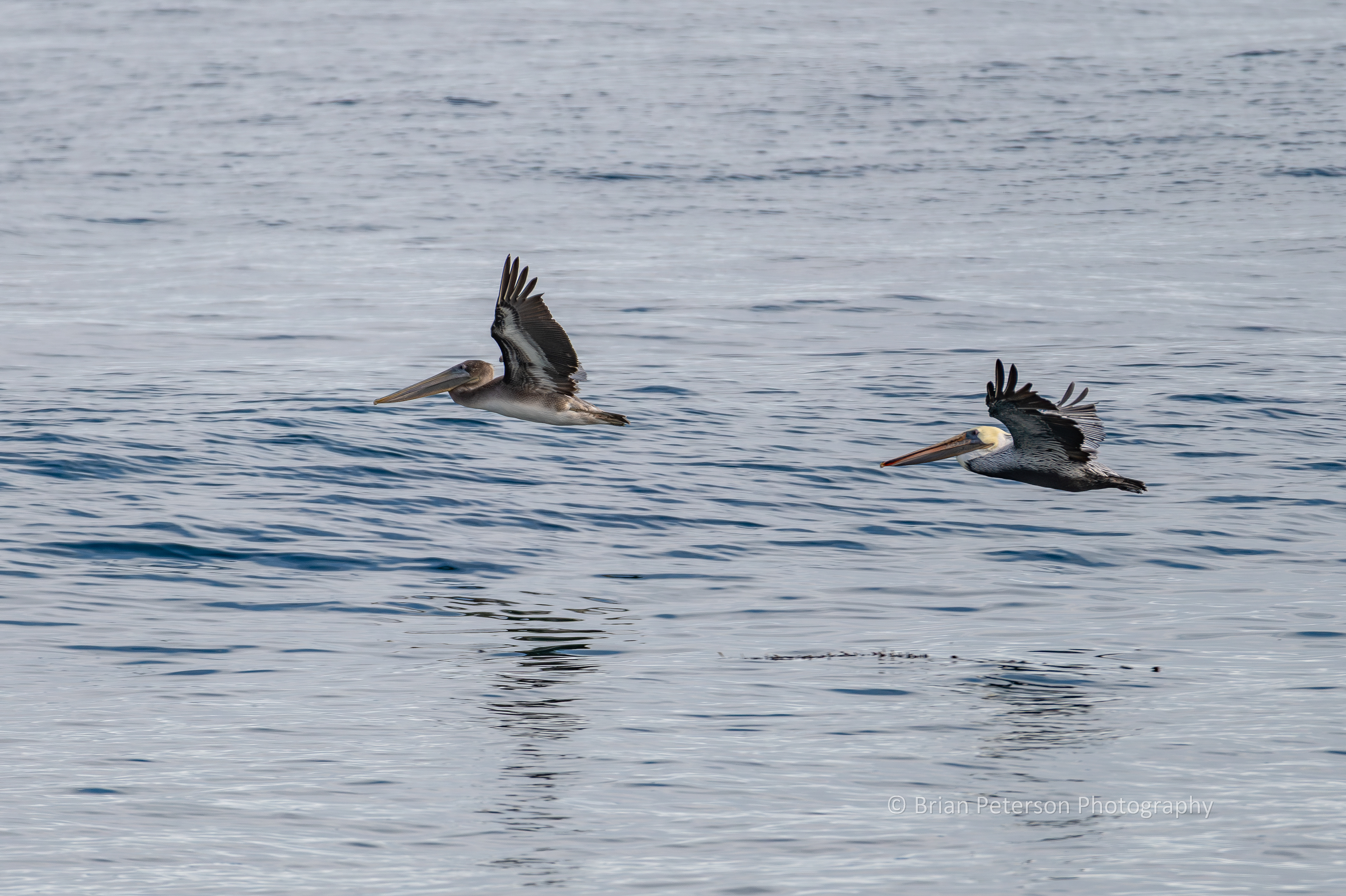 DSC_1342: Two Brown Pelicans Flying Offshore
