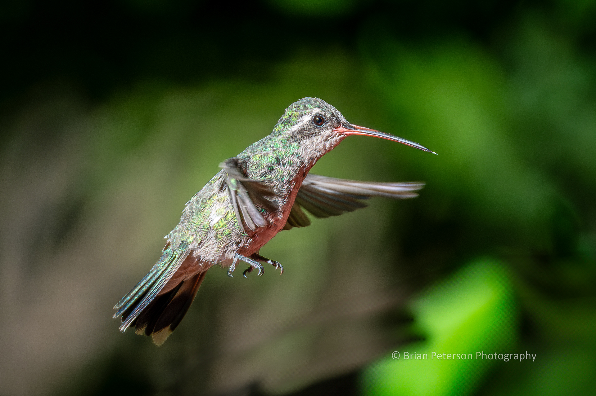 Female broad-billed hummingbird flying at my secret birding spot in Santa Cruz county, and her tongue is out.