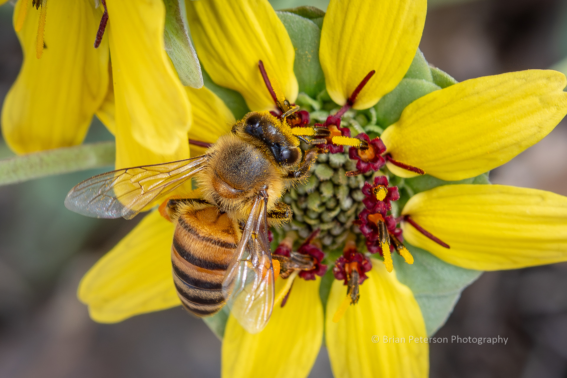 Arizona killer bee. They won't try to kill you, if you don't try to kill them. But that's not a for sure.