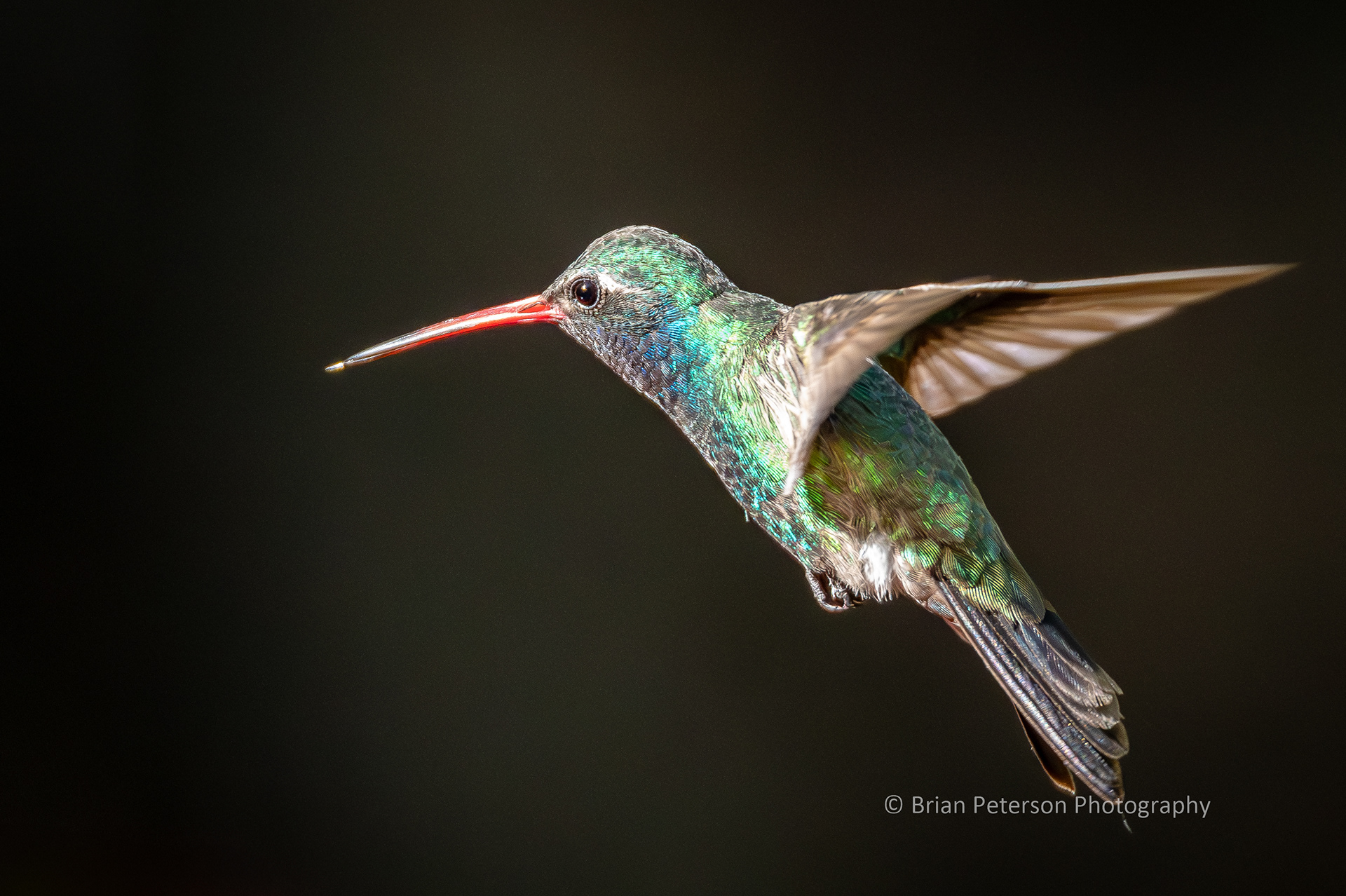 Male broad-billed hummingbird flying with his tongue out.