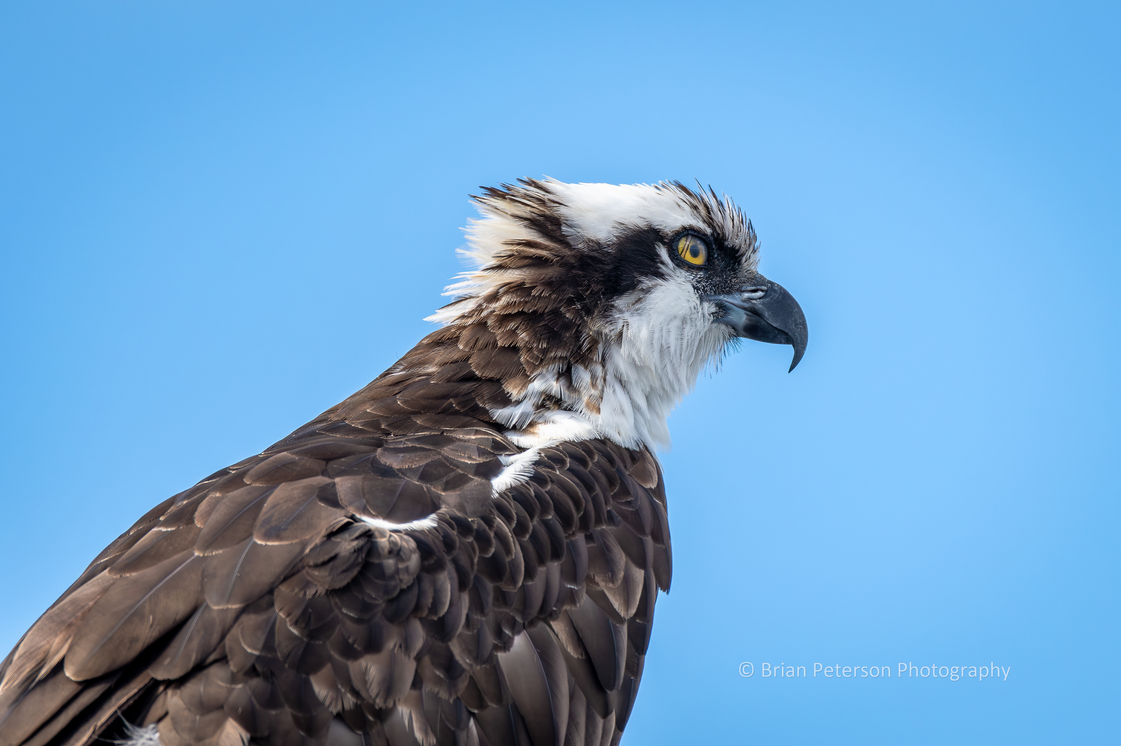 DSC_1663: Osprey Profile.