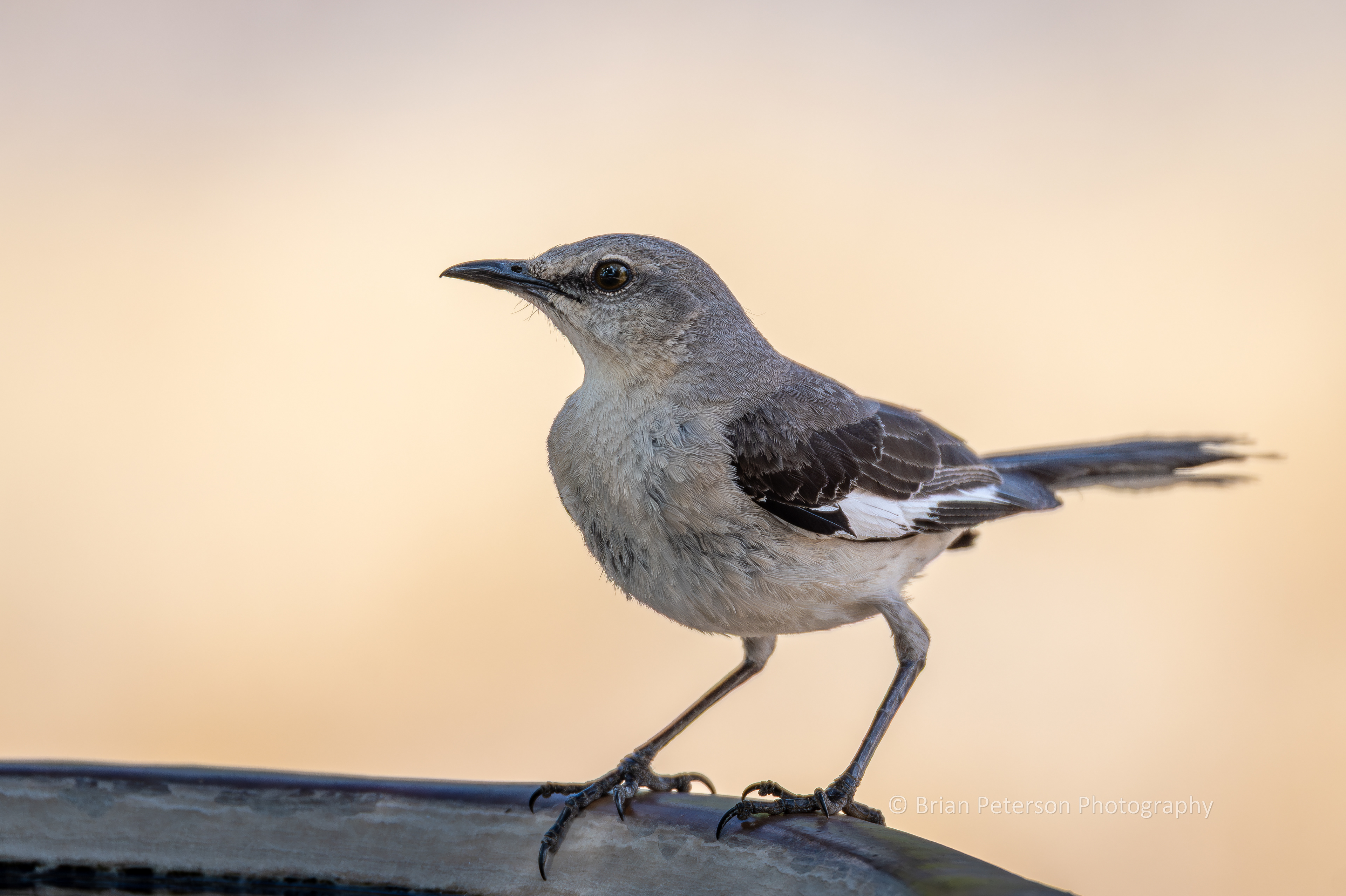 Mockingbird at the birdbath.