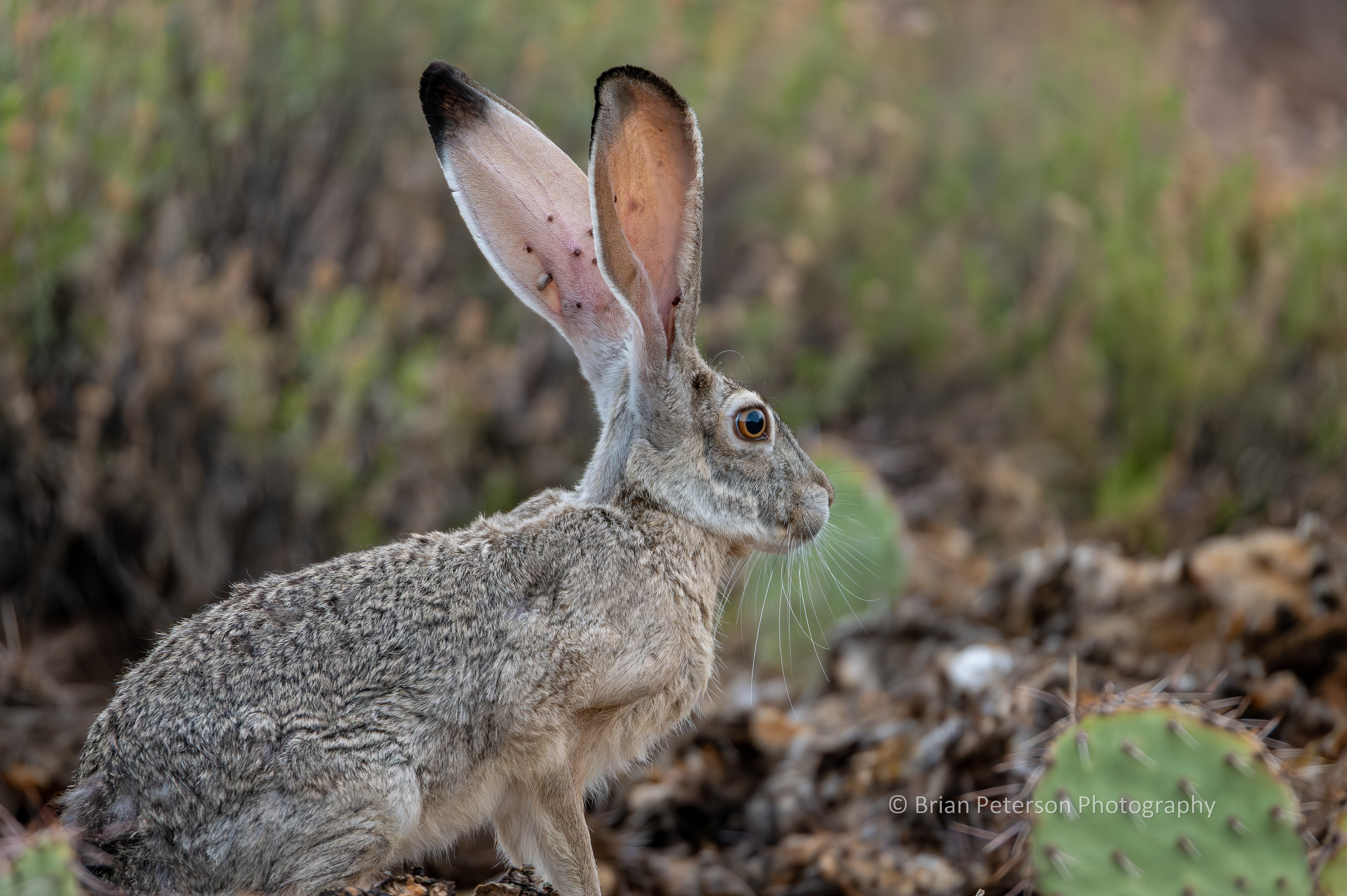 Black-tailed jackrabbit.