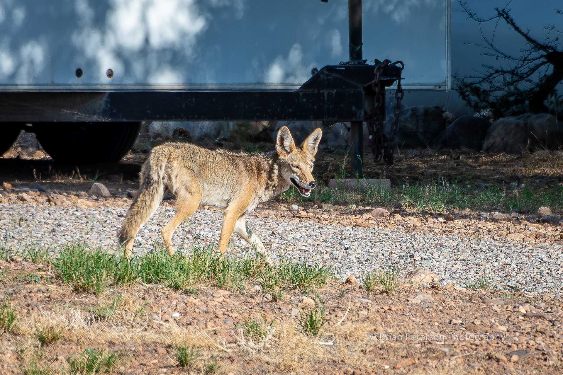 Coyote in the neighbor's front yard.