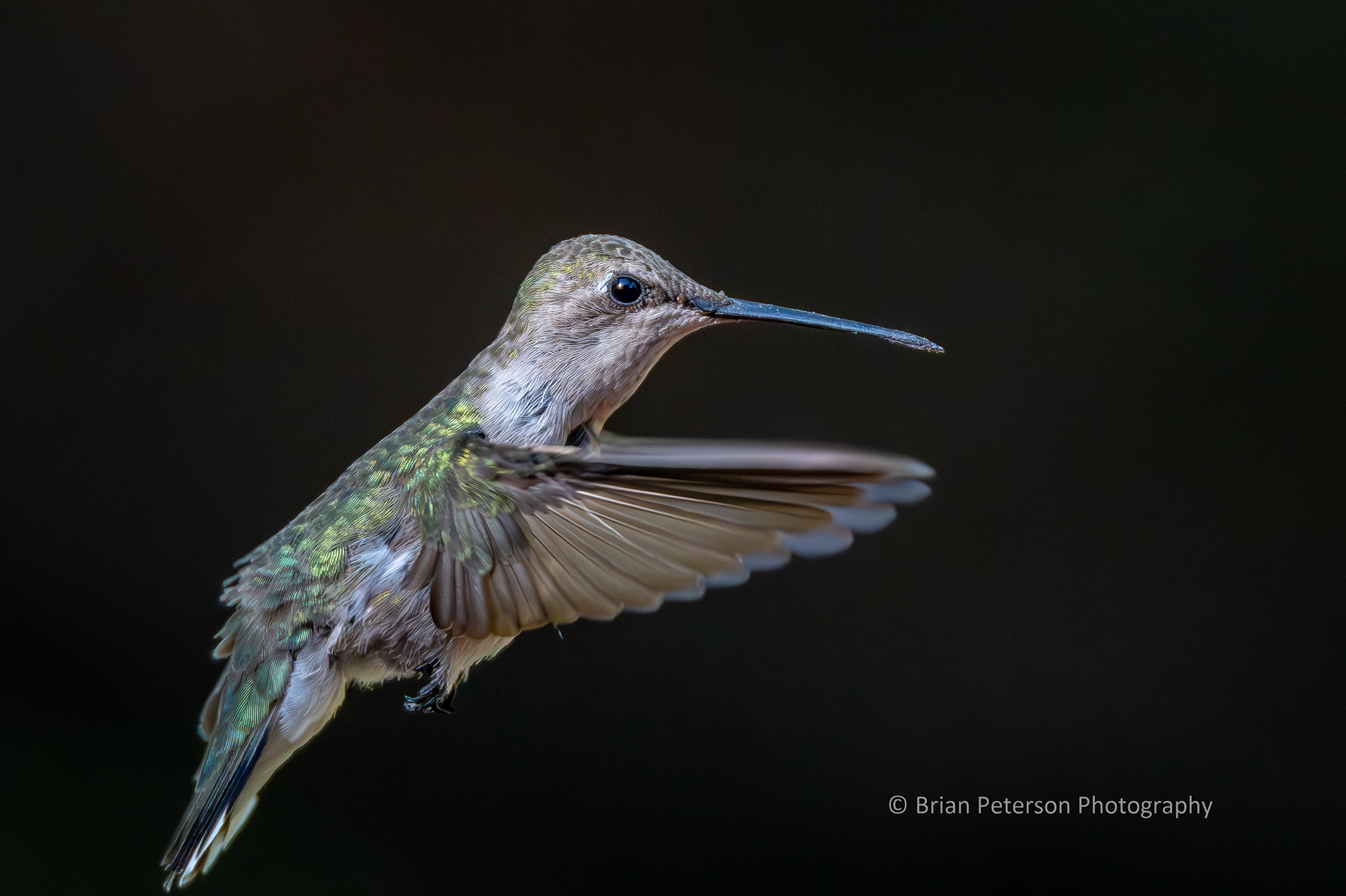 Female black chinned hummingbird flying against a dark background