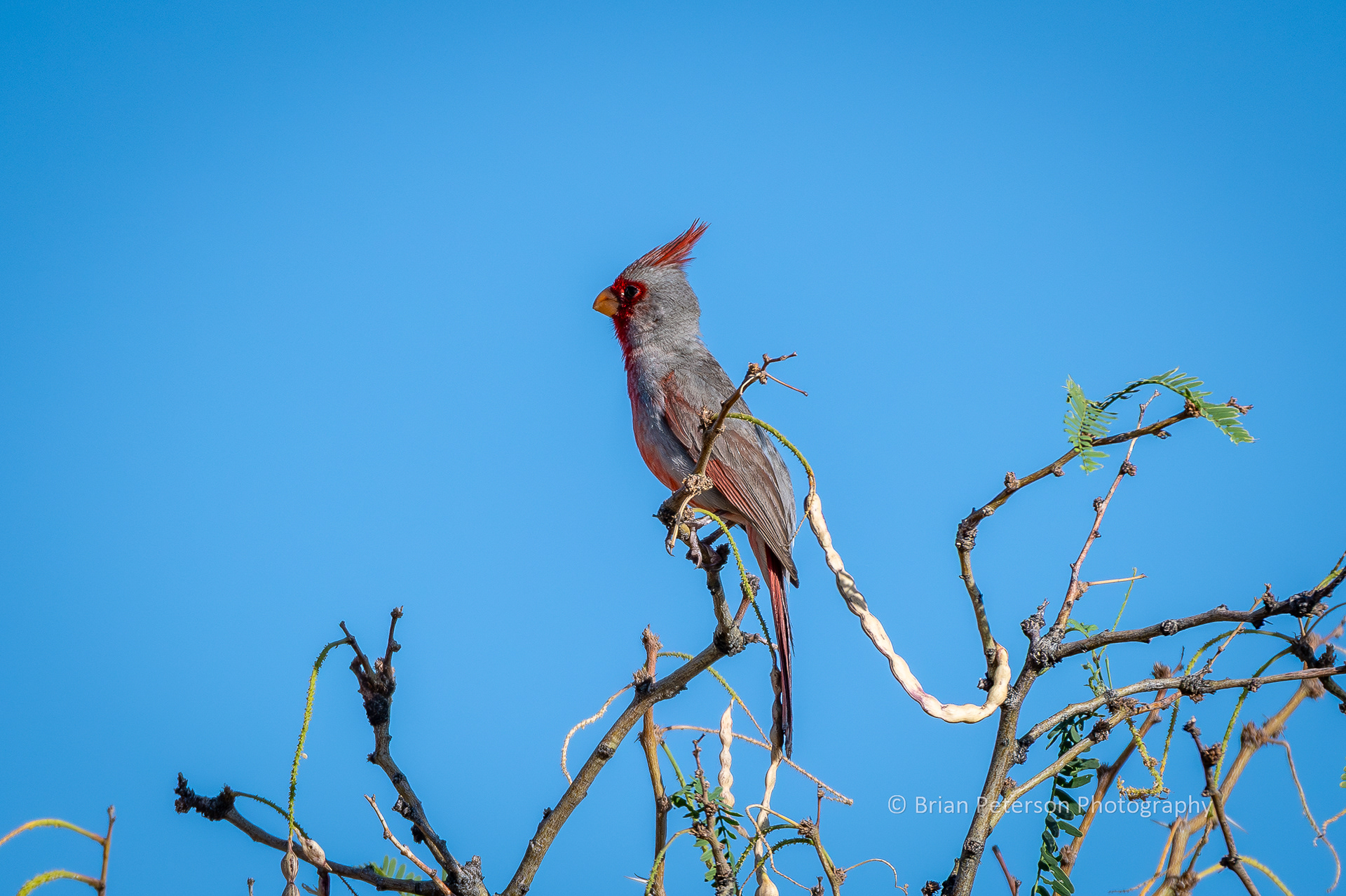 A really long shot on a male pyrrhuloxia atop a mesquite tree.