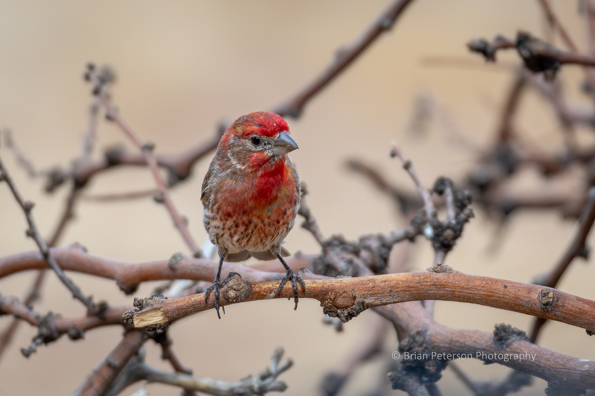 Male house finch perching low on the habitat pile.