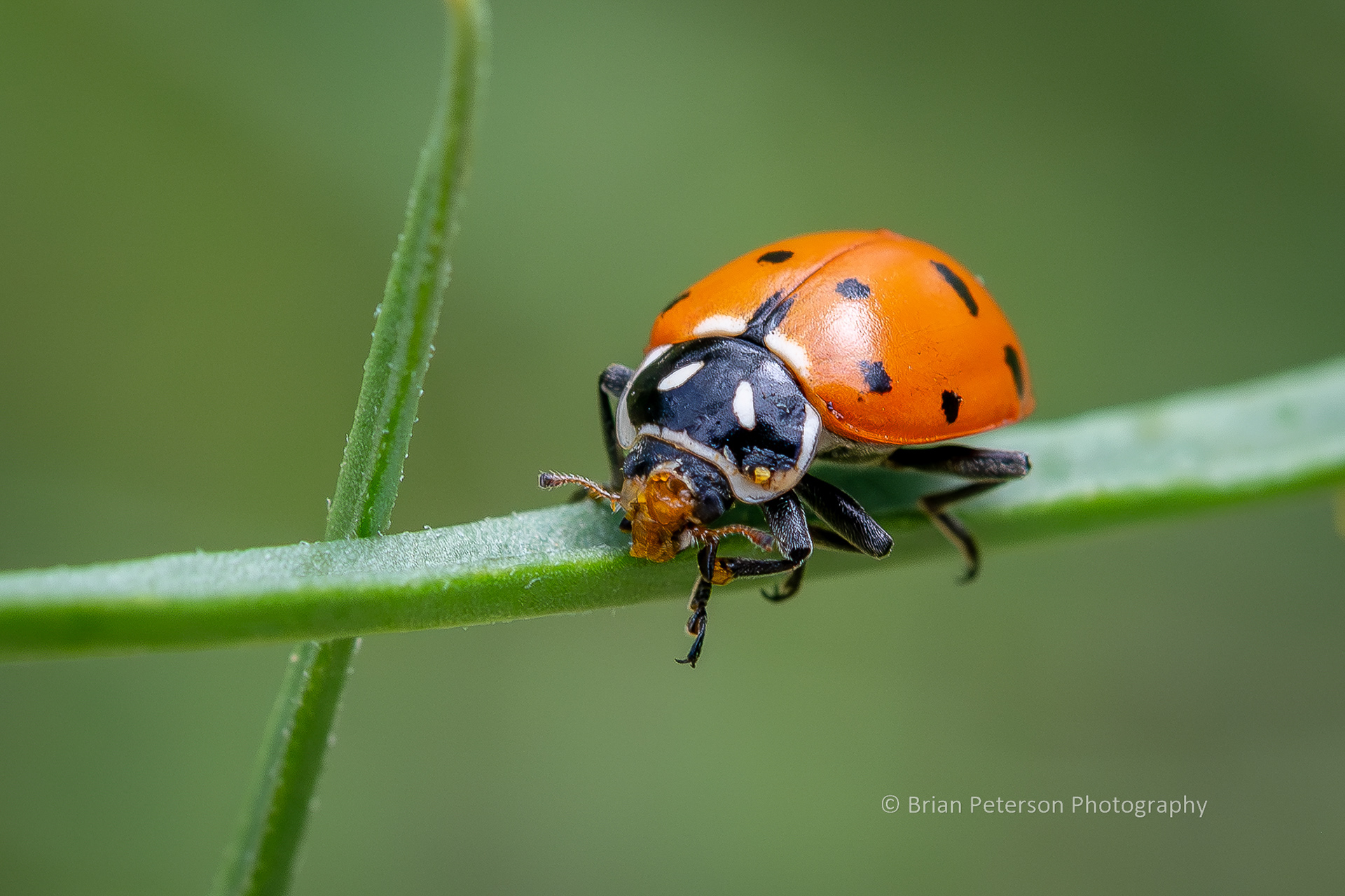 Someone online tried to tell me this ladybug is really an Asian something or other Beetle. I told her she was wrong.