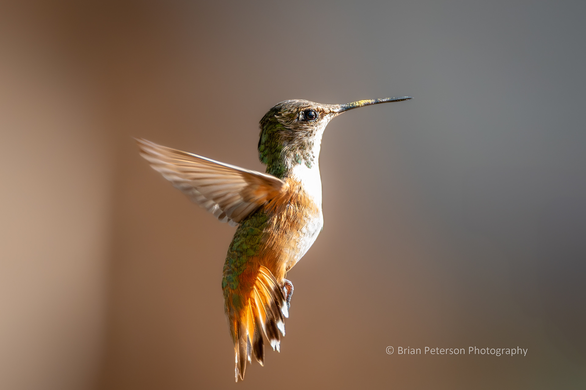 Female rufous hummingbird flying with pollen gunk on her beak.