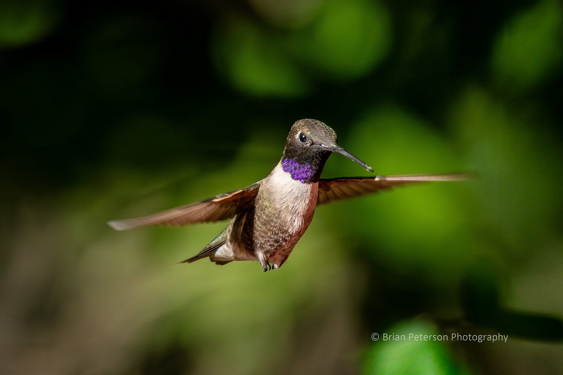 Male black-chinned hummingbird's gorget glowing purple.