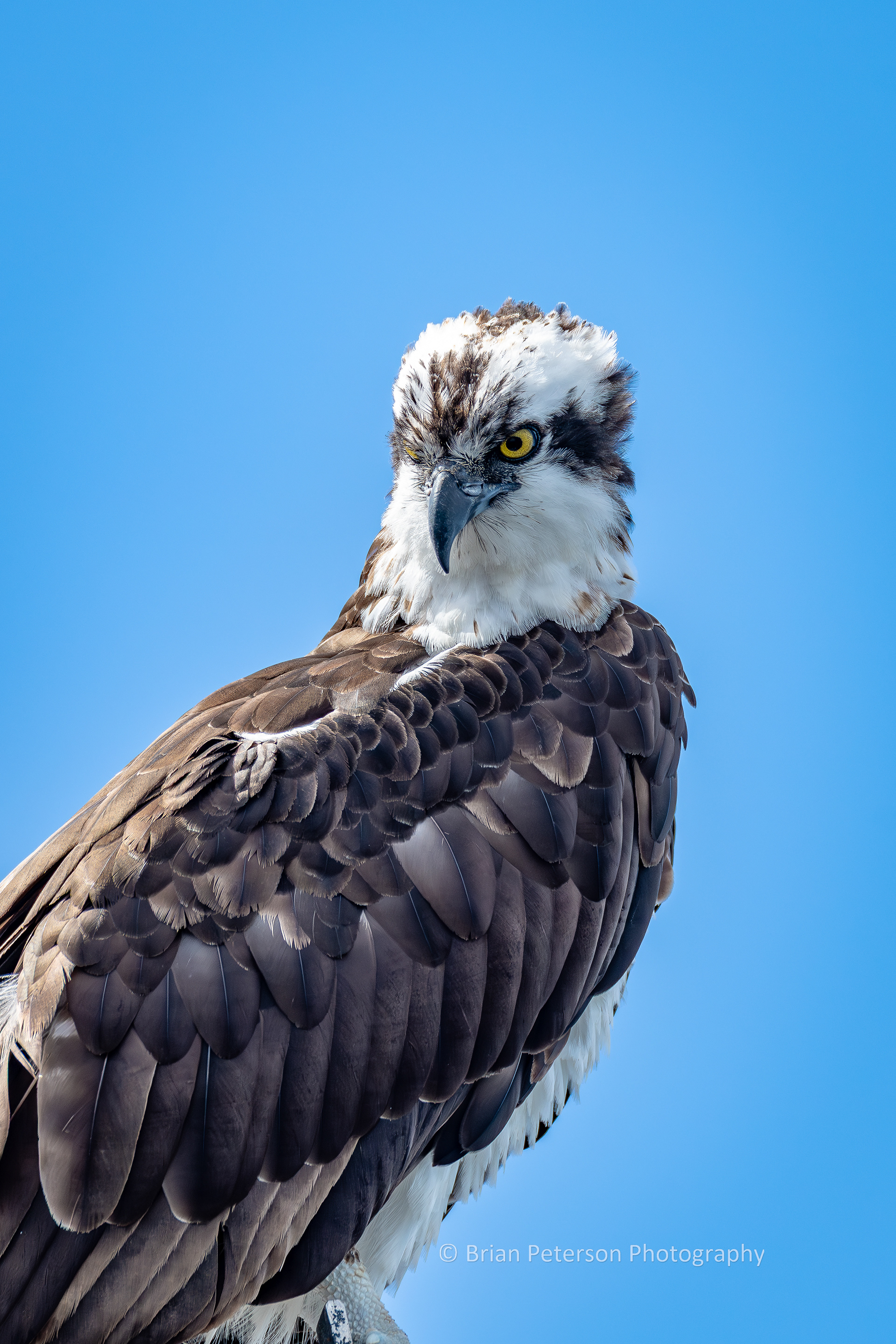 DSC_1614: Osprey Looking Down