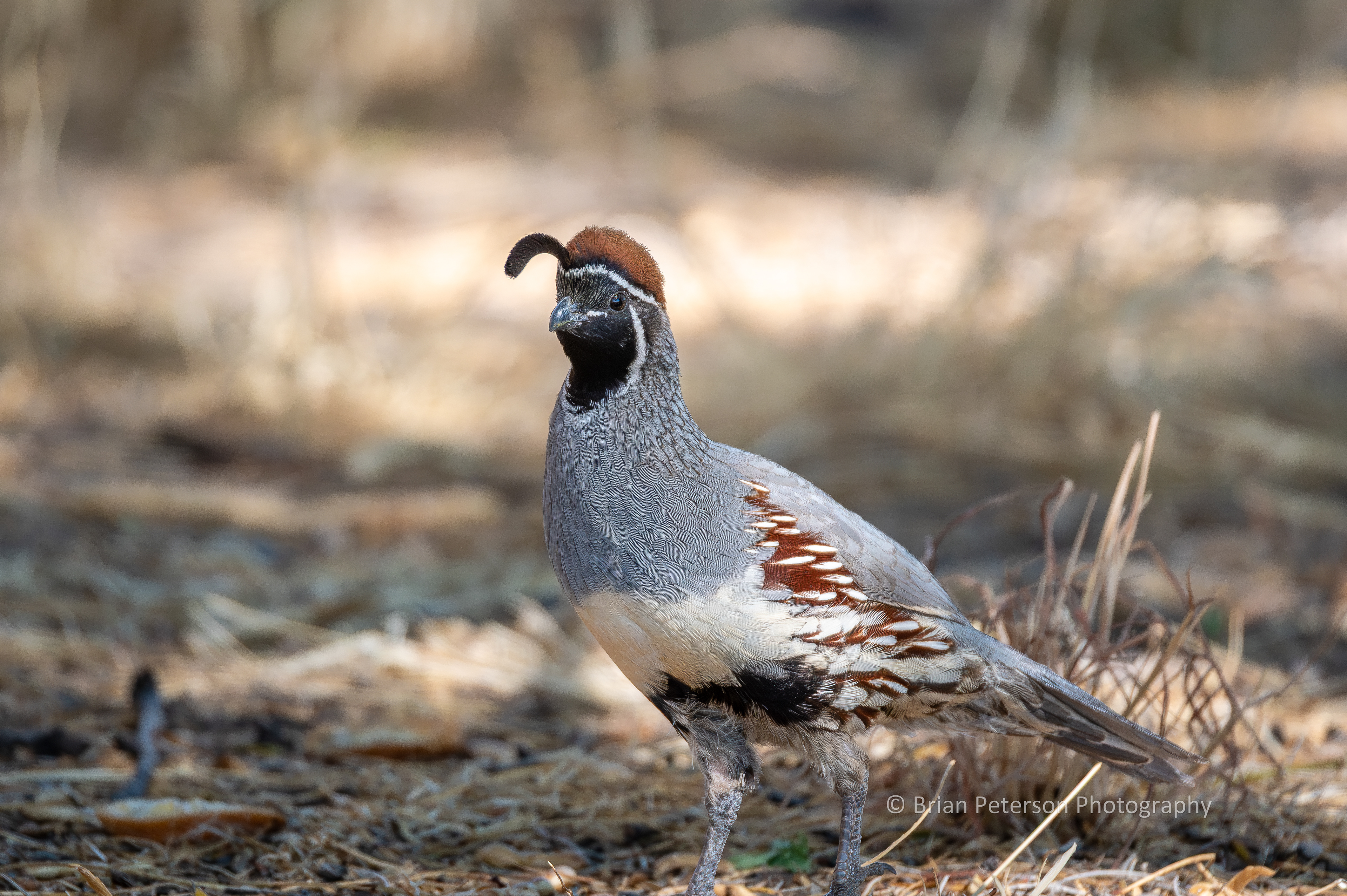 This is Gimpy, the lame Gambel's quail.