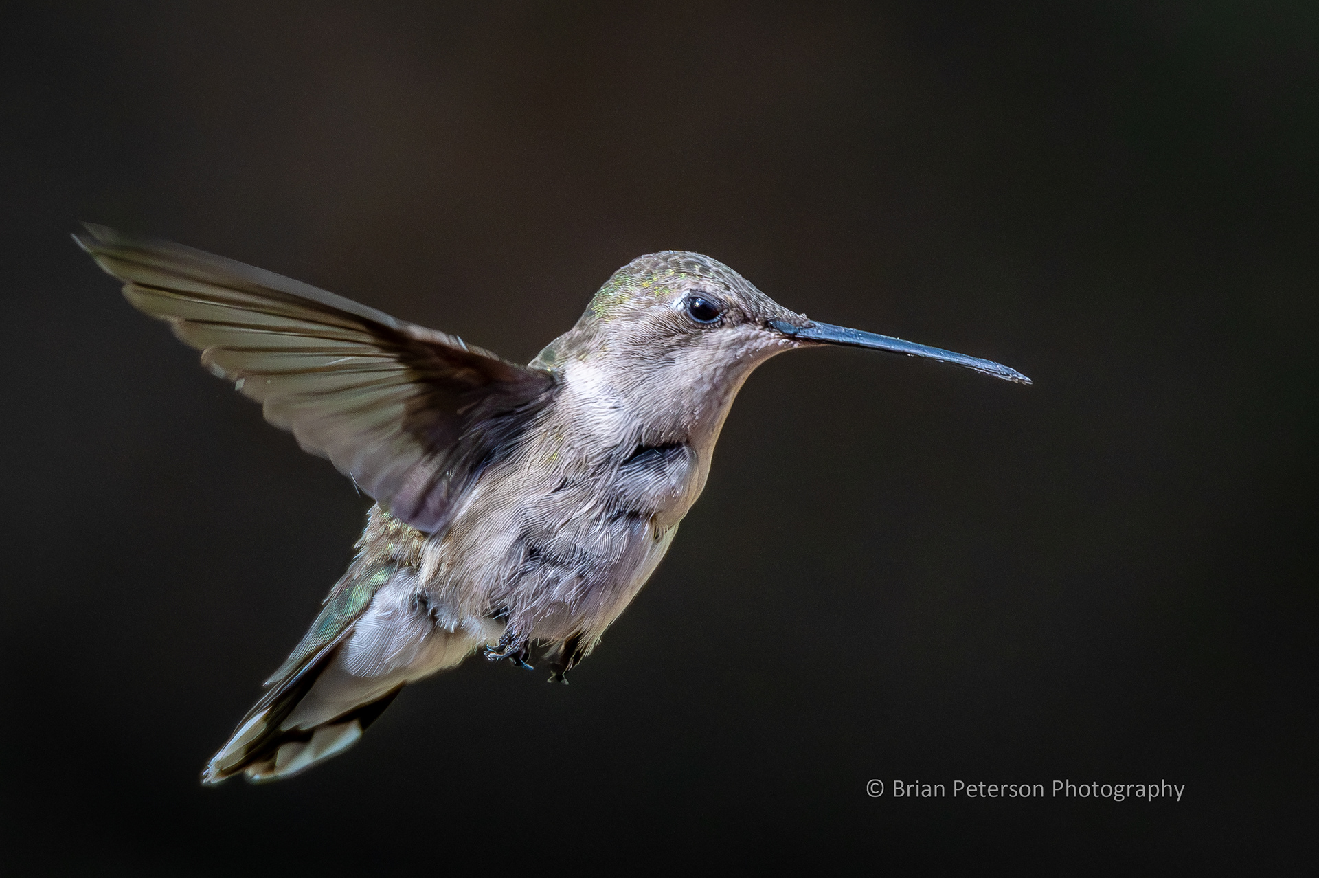 Female black-chinned hummingbird scrunched up and flying.