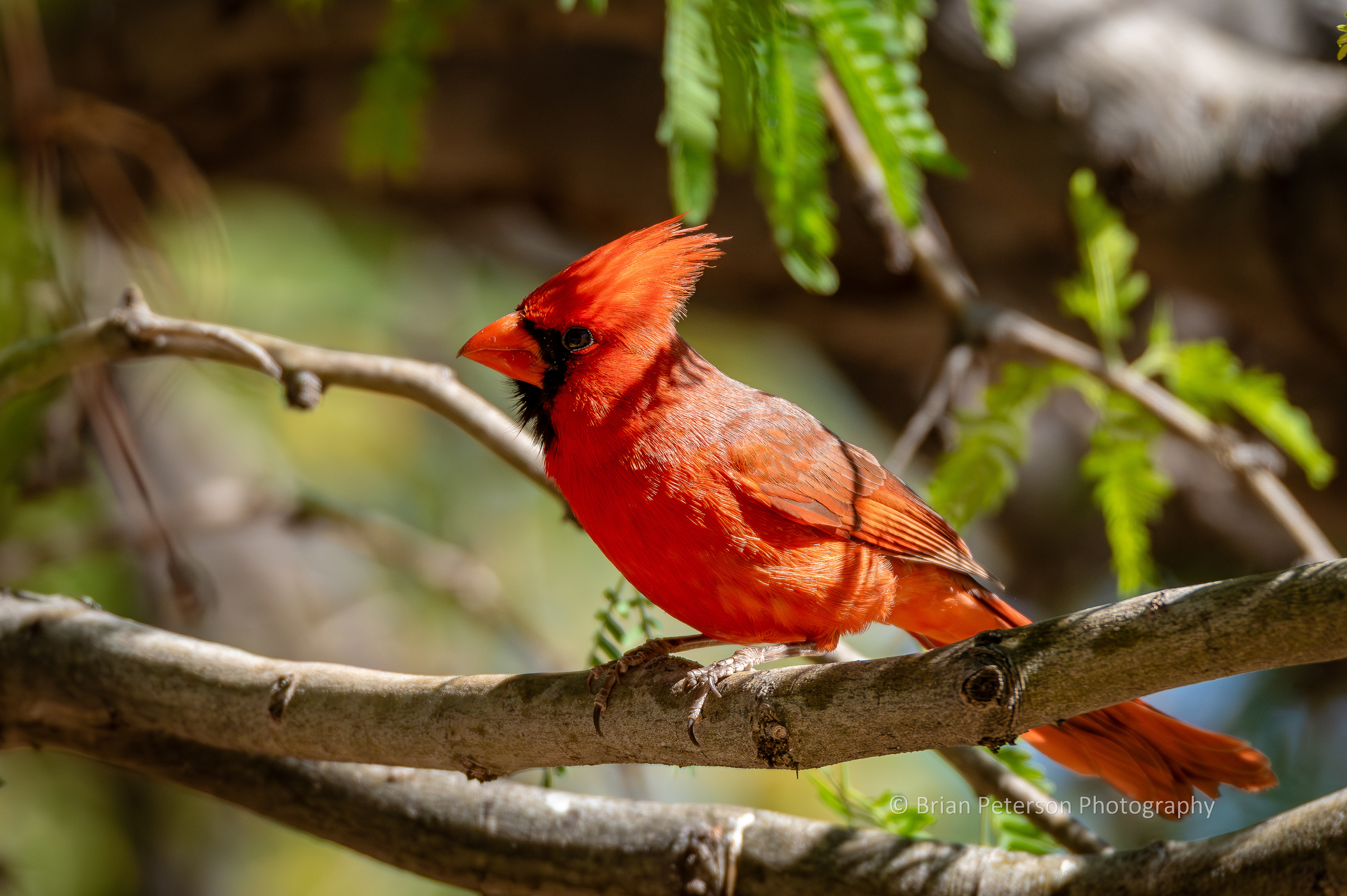 Our resident northern cardinal in our big mesquite tree. He's working his way to the peanut dish.