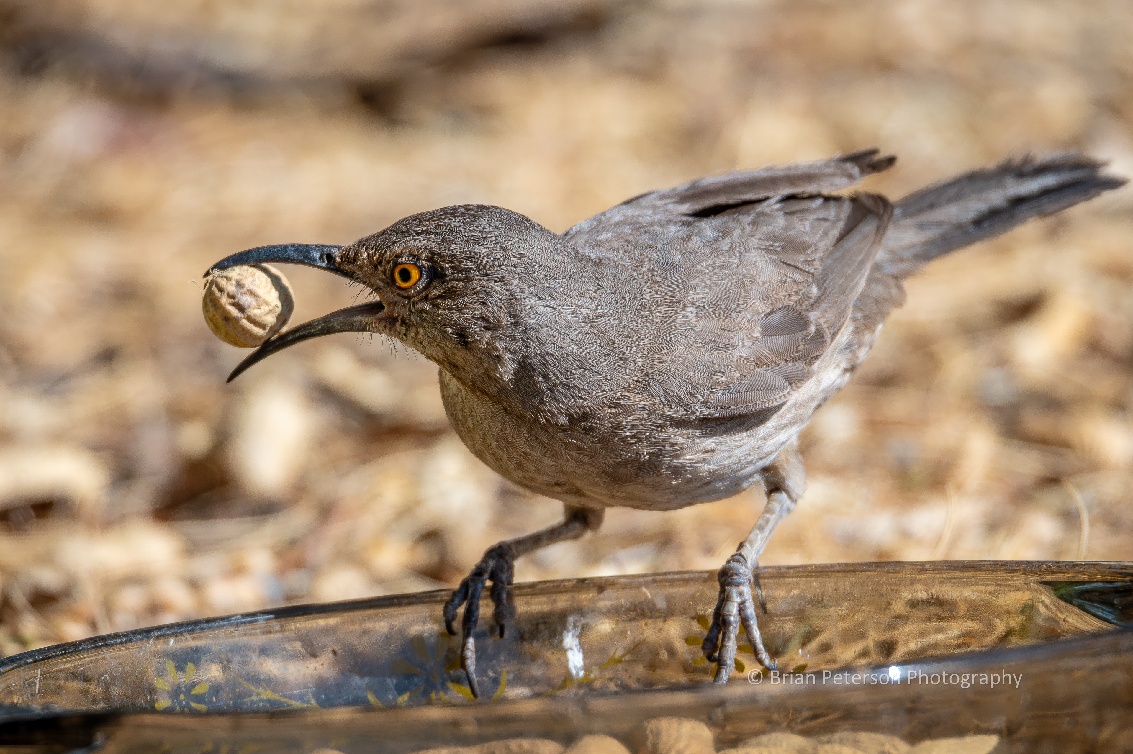 Curve-billed thrasher selects a peanut.