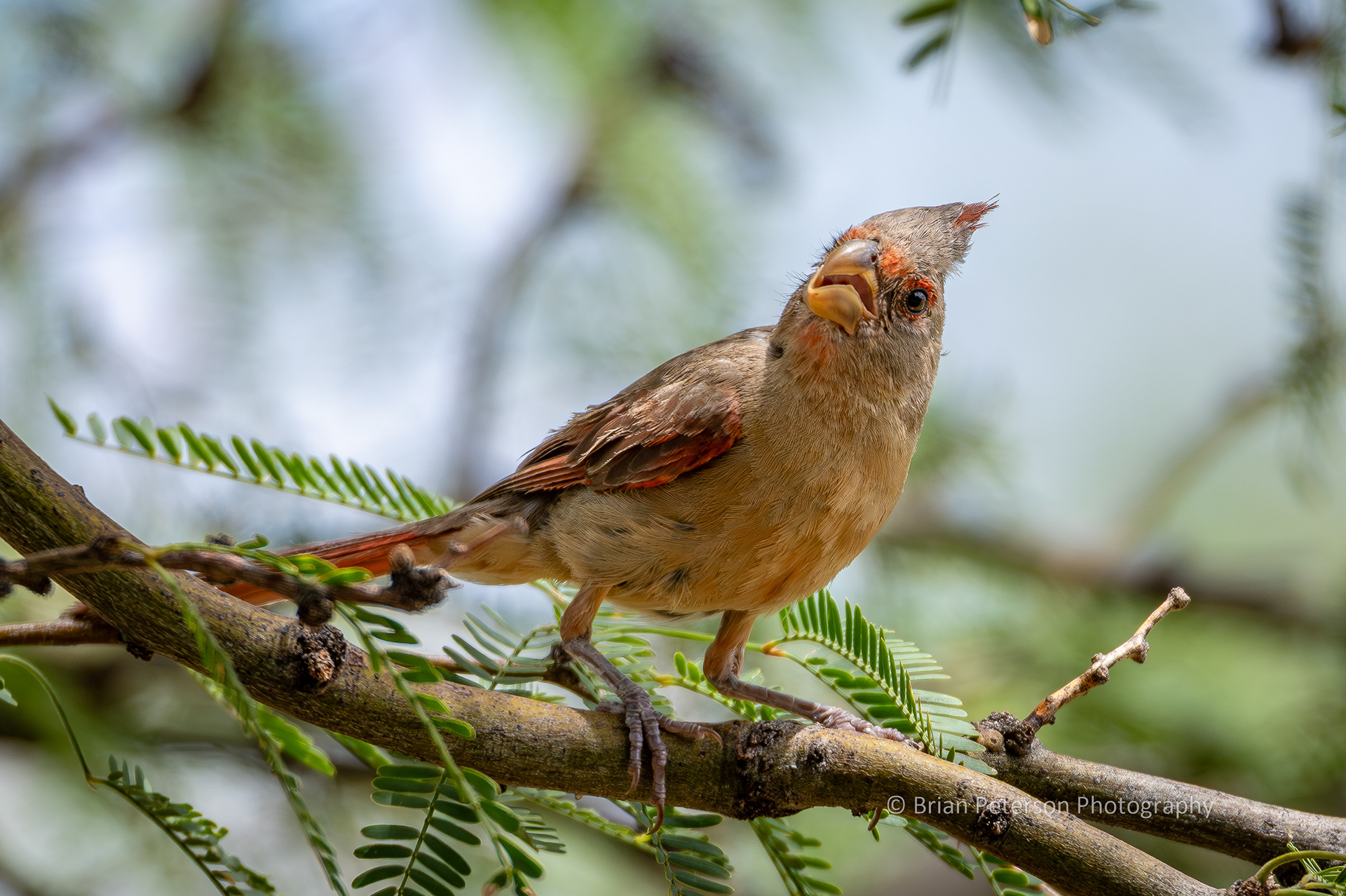 This is a female juvenile pyrrhuloxia.