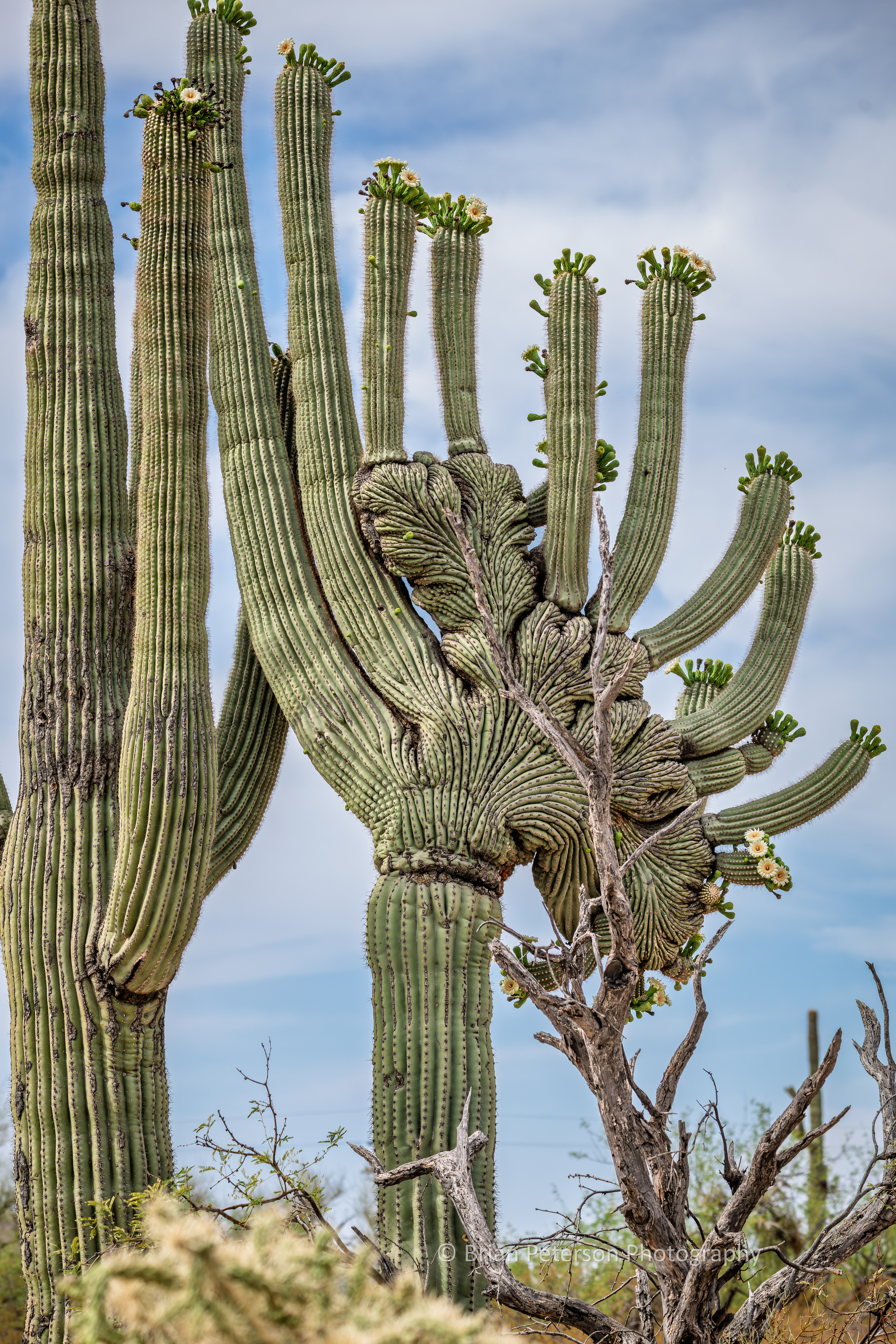 Odd crested saguaro cactus and a normal one.