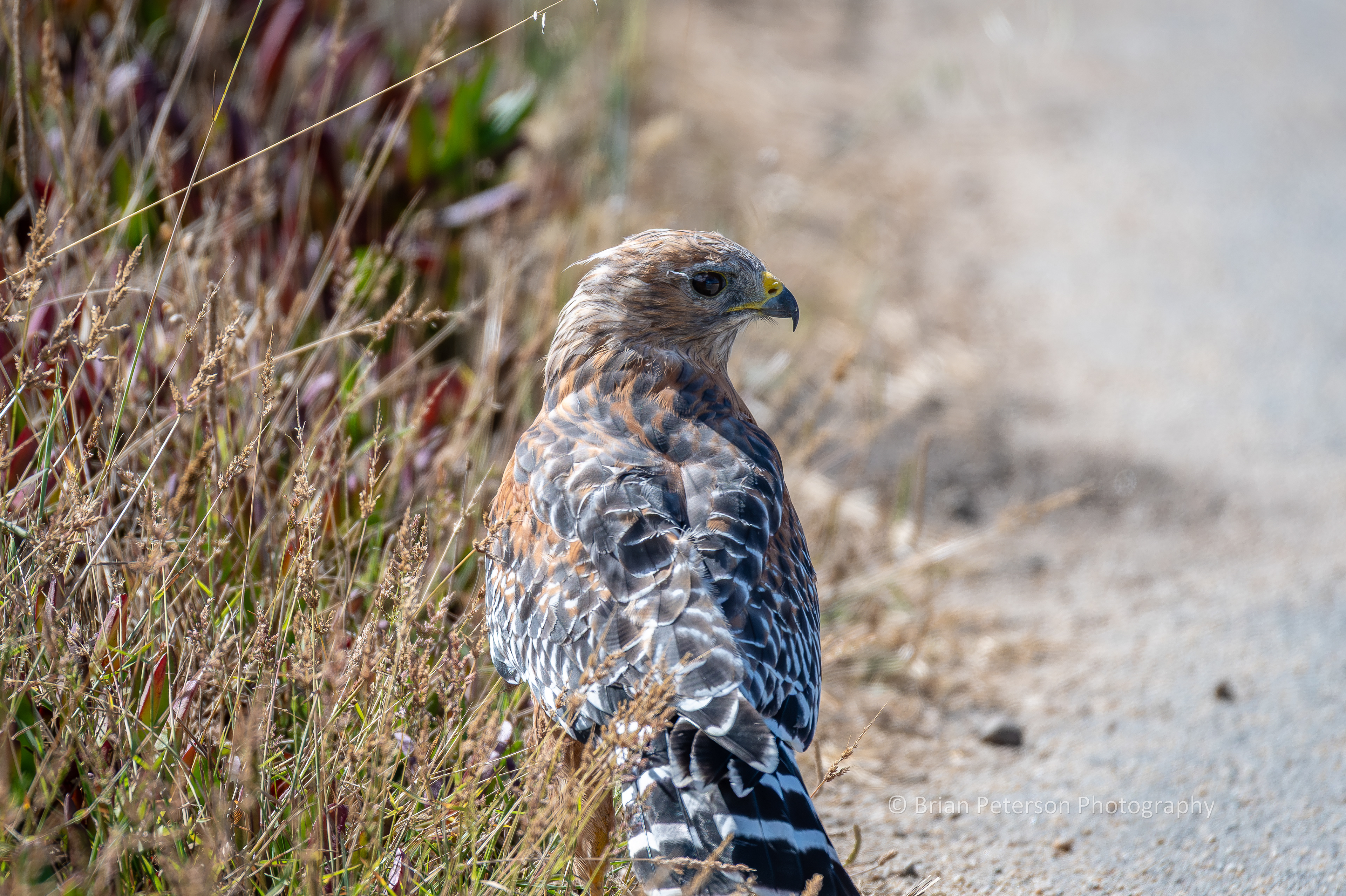 DSC_1677-2: Red Shouldered Hawk on the Bike Path. Had just swooped down to try to snatch something from the weeds.