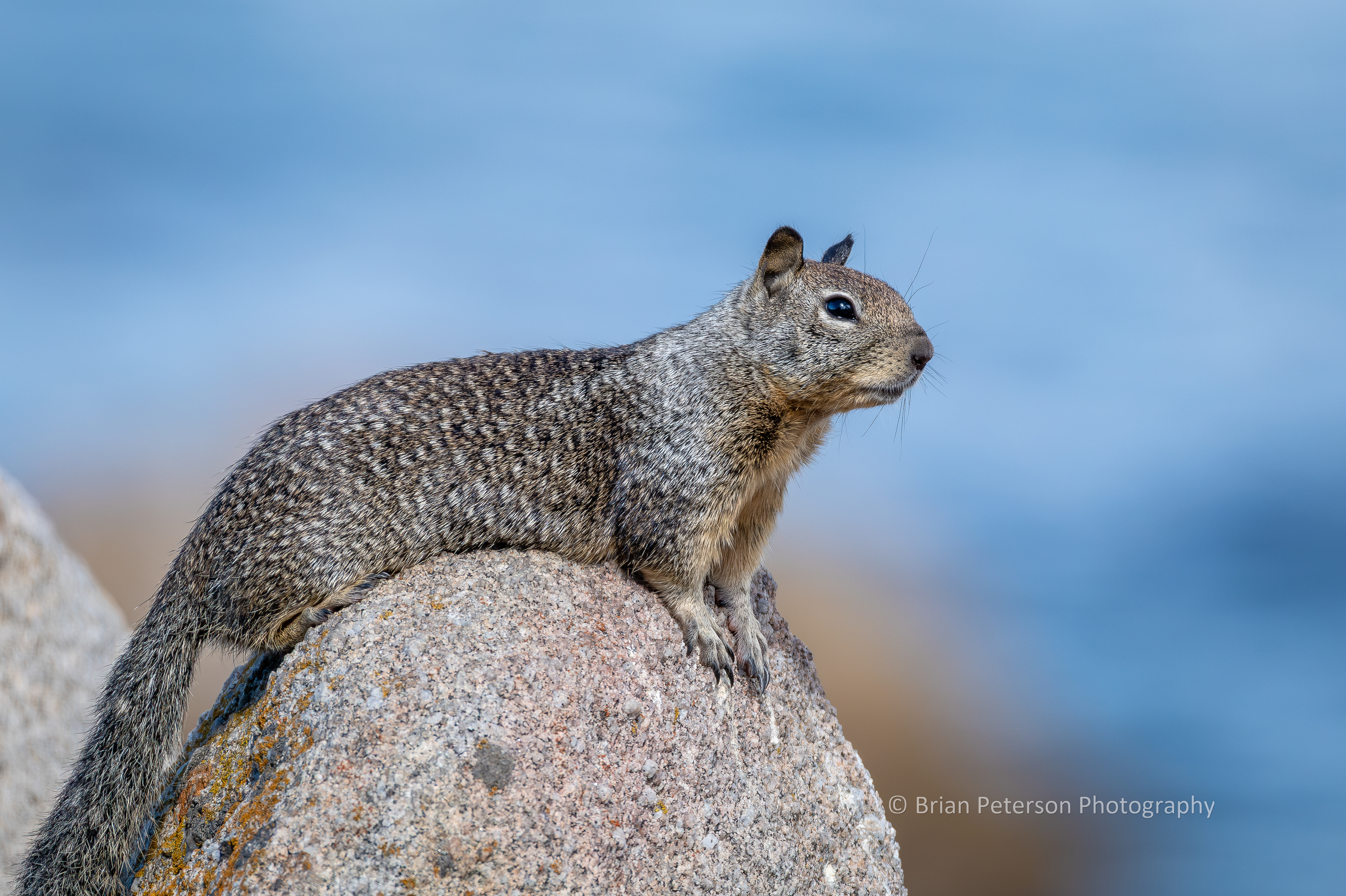 DSC_1741: Profile California Ground Squirrel on a Rock