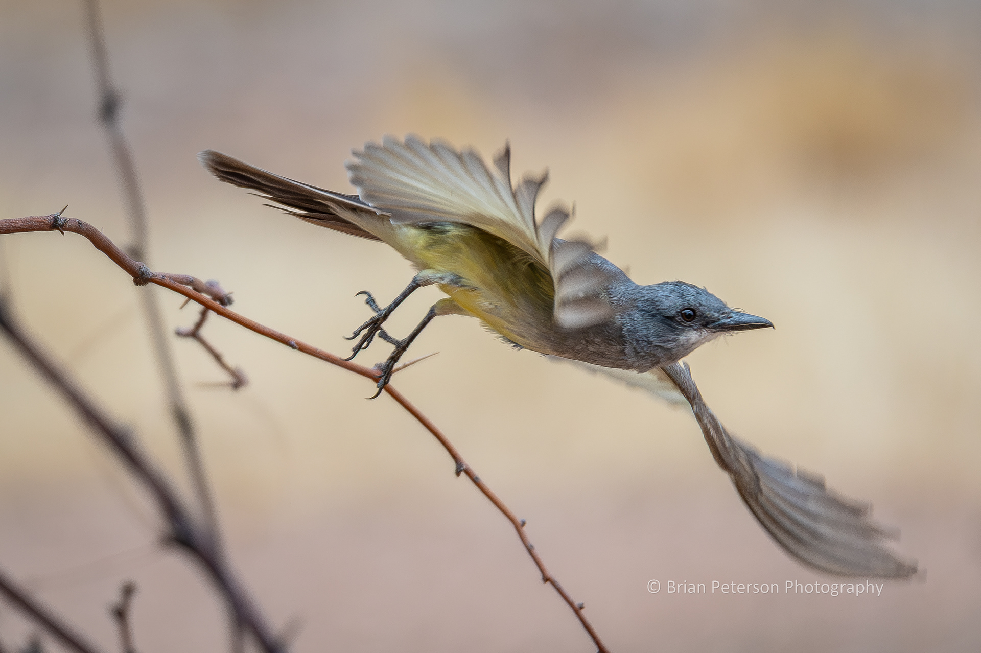 It's also Flyday. Cassin's kingbird takes flight.