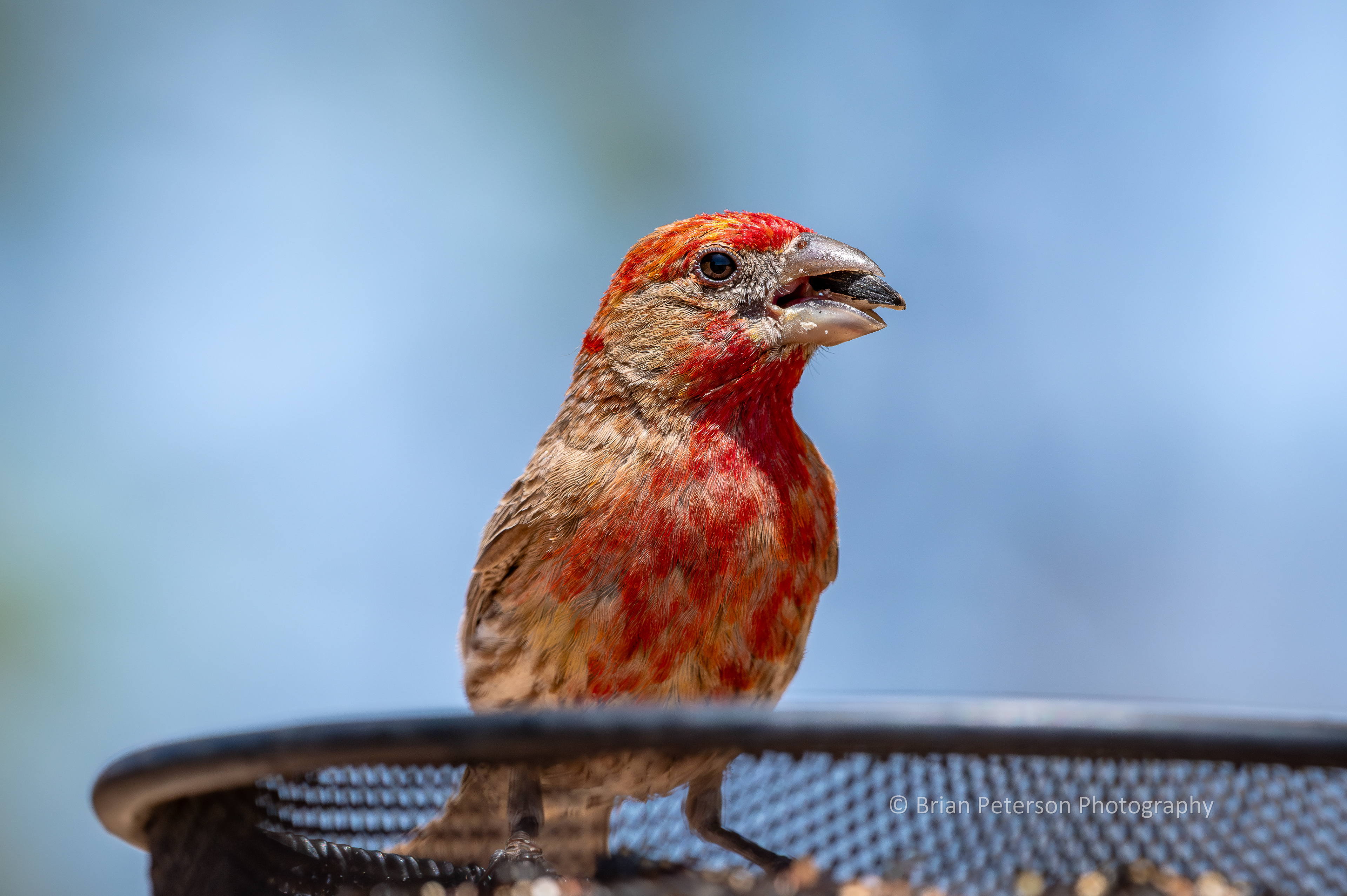 The experts say the color of the male house finch depends on what he eats. Look close and see orange and red feathers.
