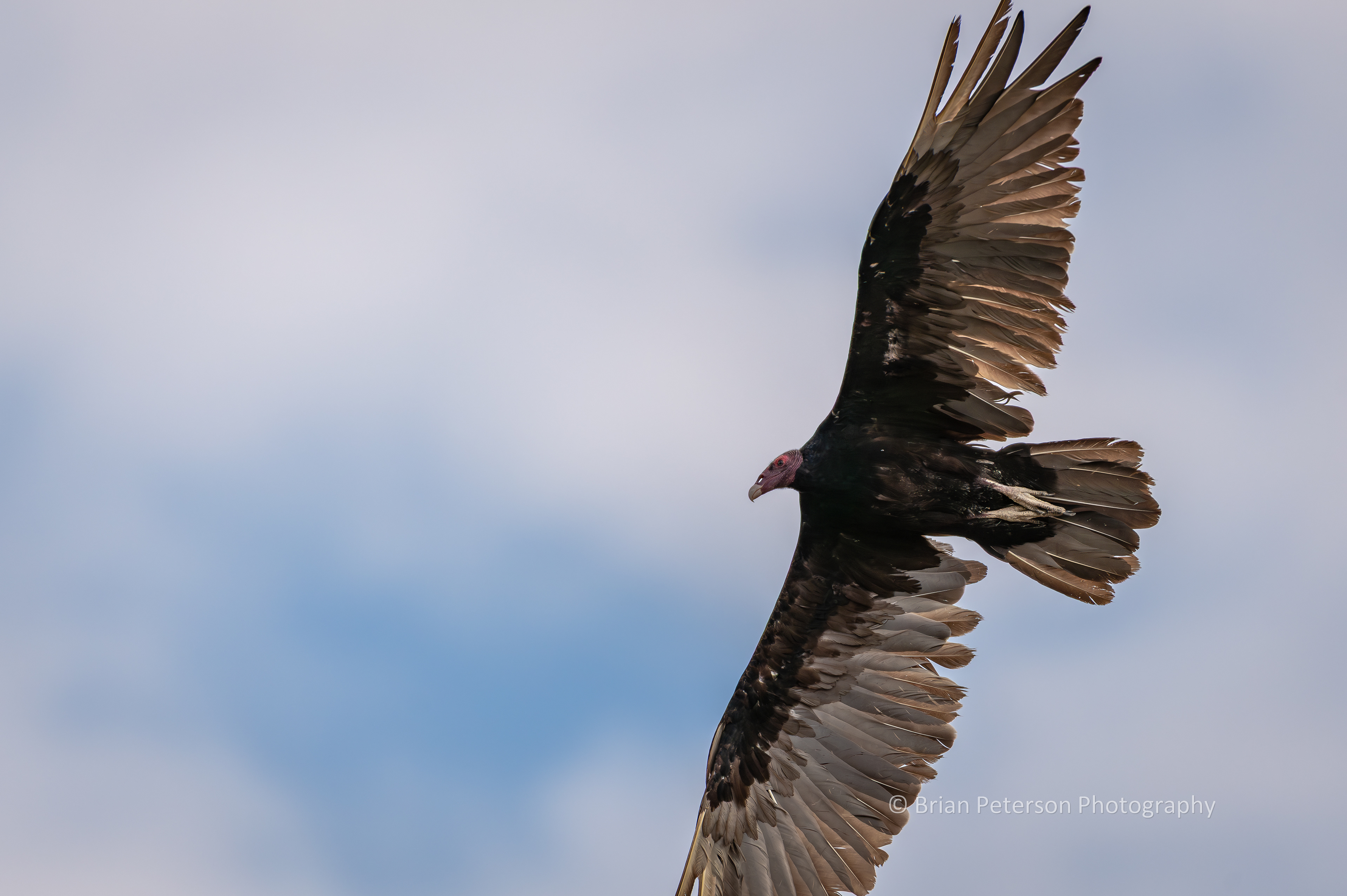Turkey vulture flyover.