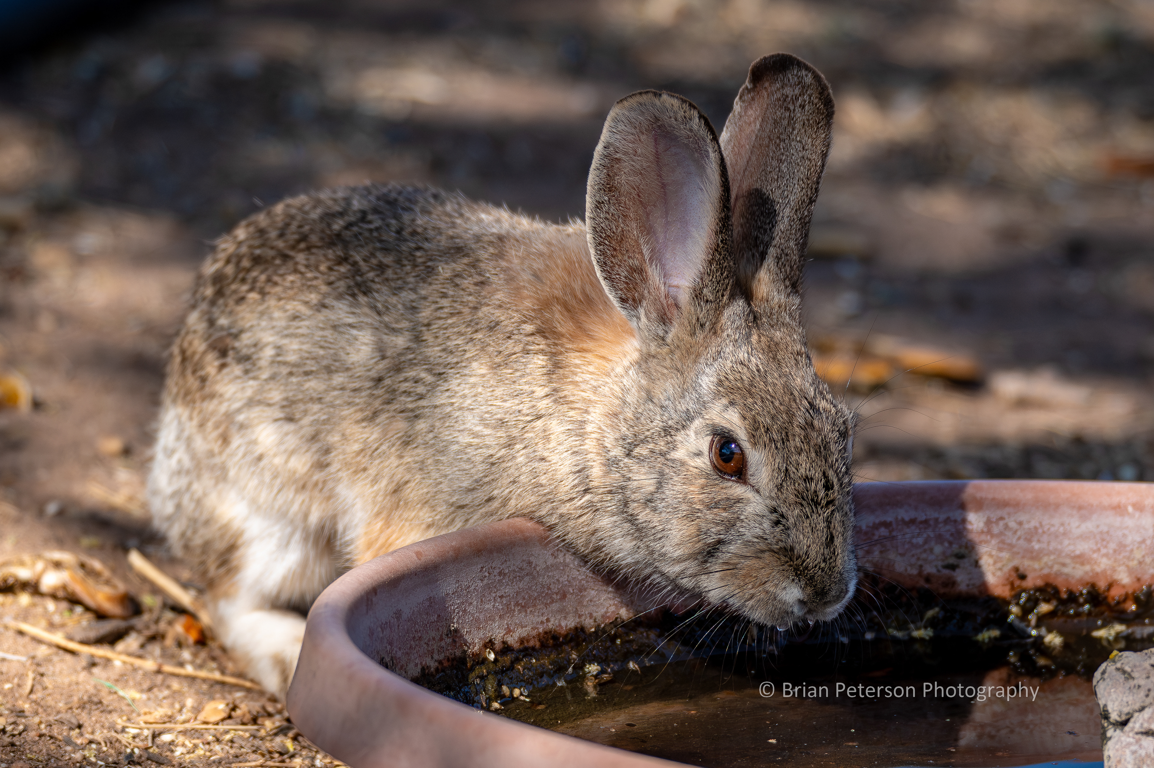 Cottontail rabbit drinking water from one of the birdbaths.