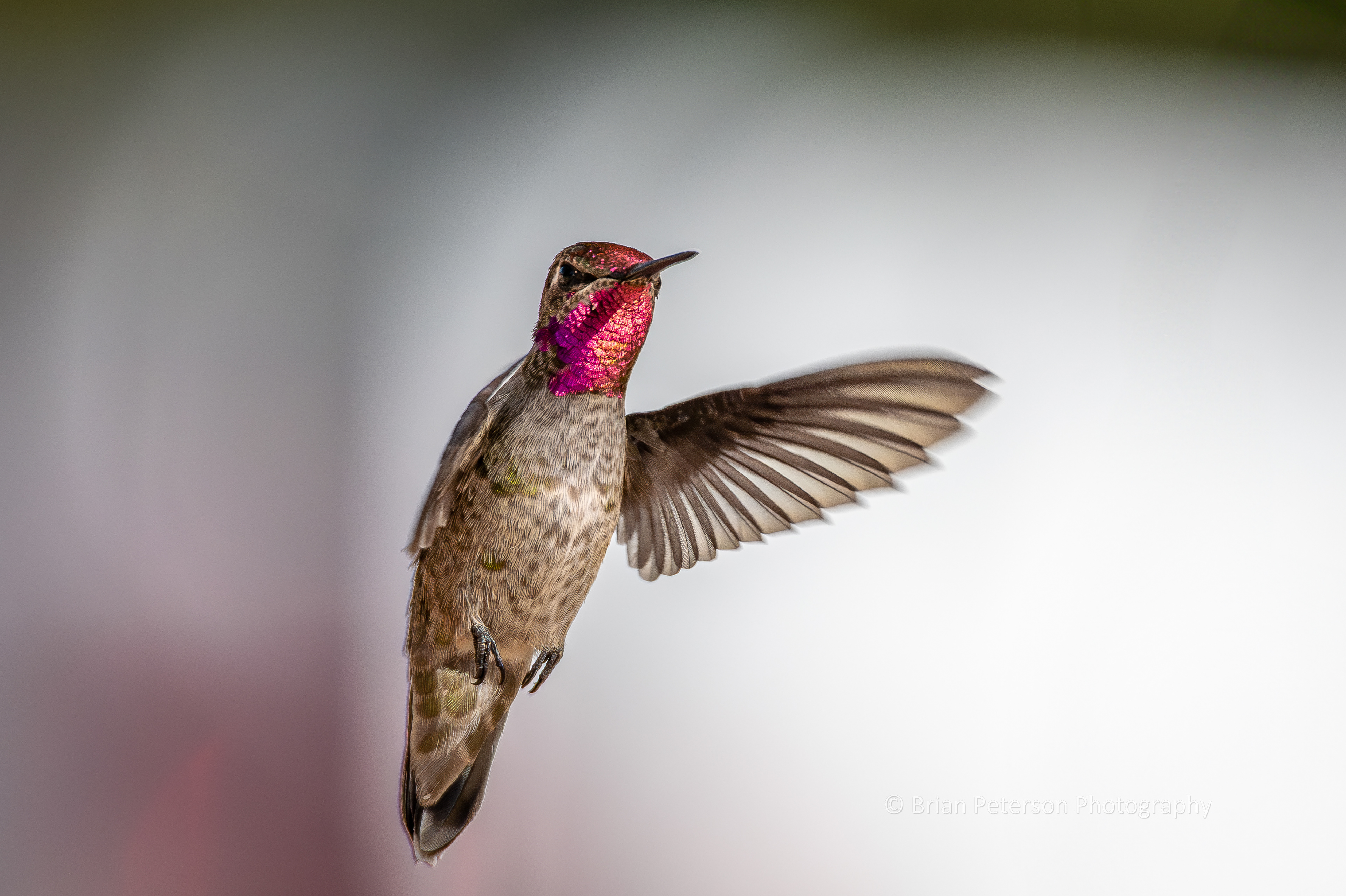 Male Anna's hummingbird flying in his natural environment. The white background is the tail end of my truck.