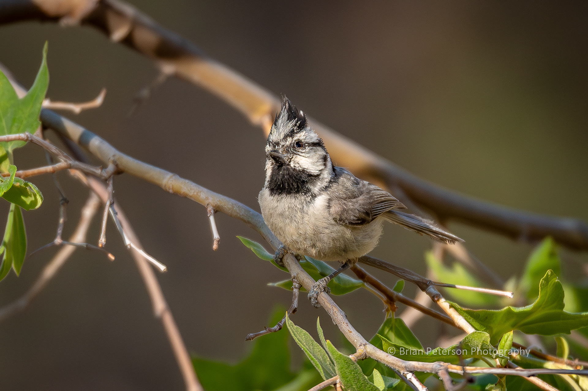 Bridled titmouse.