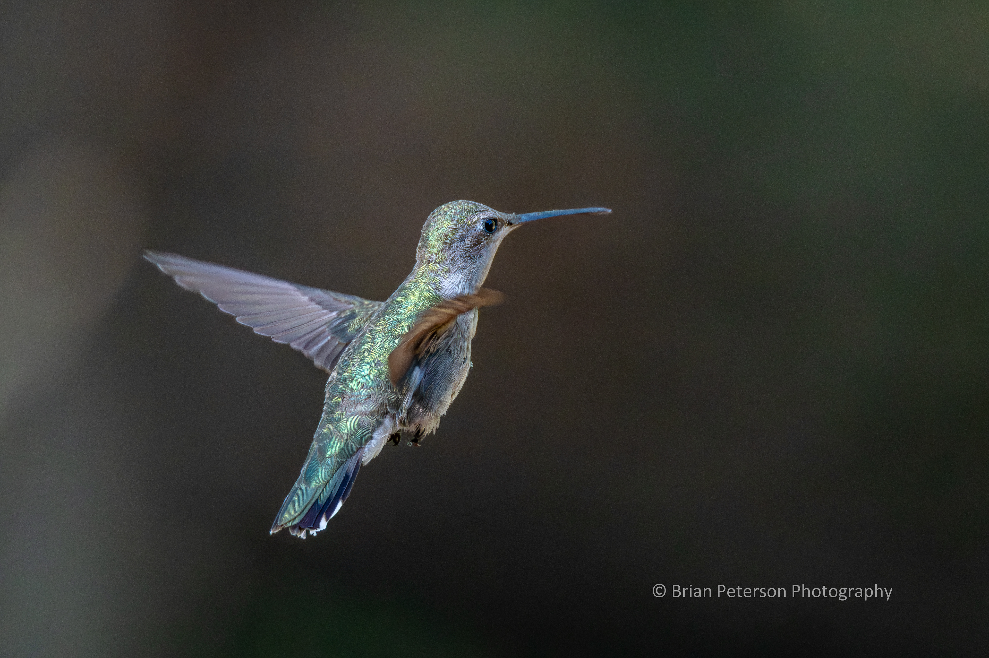 Female black-chinned hummingbird flying but facing away from you.