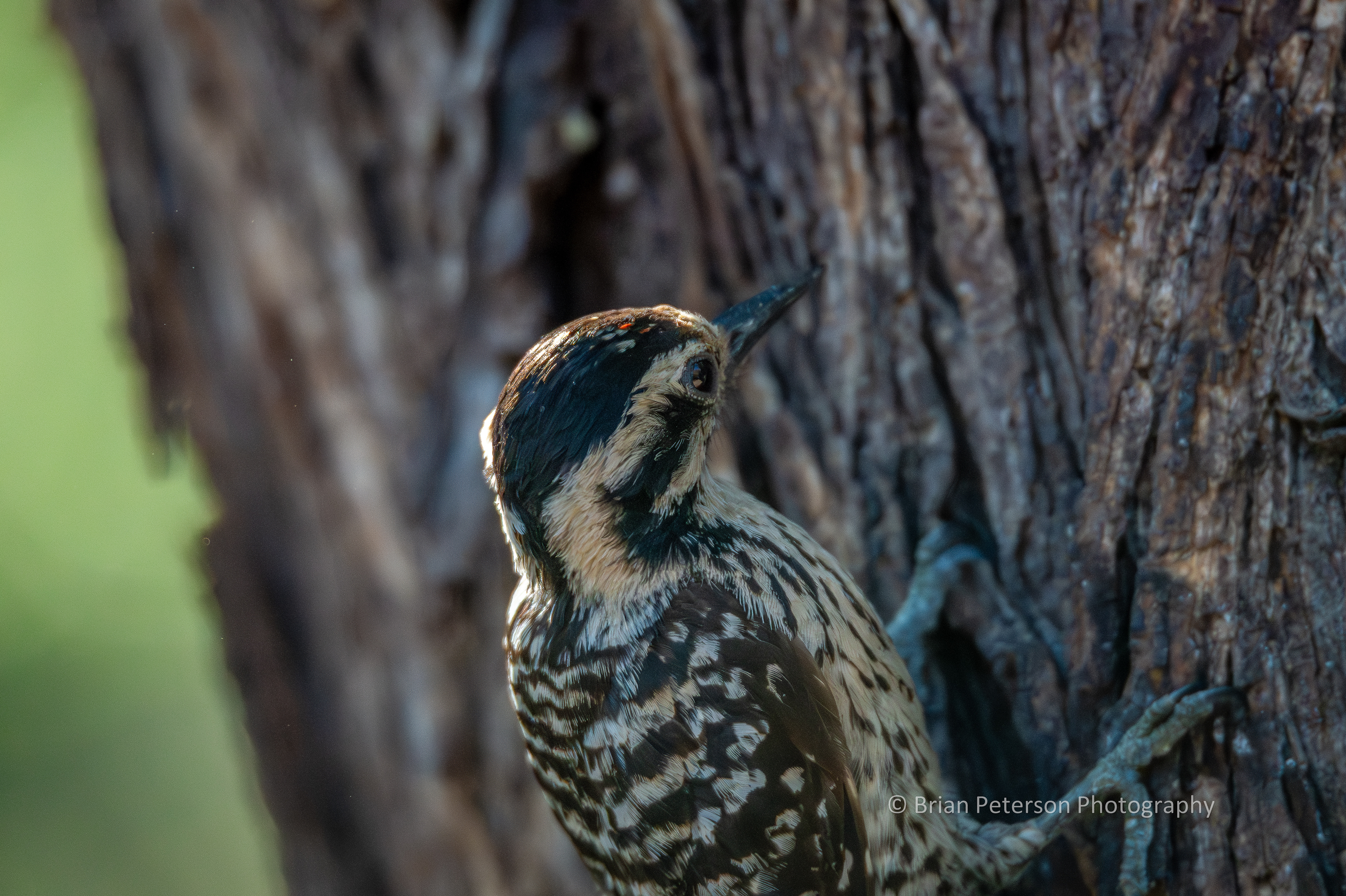 Ladder-backed woodpecker is too close for the lens, yet some of this is still in focus.
