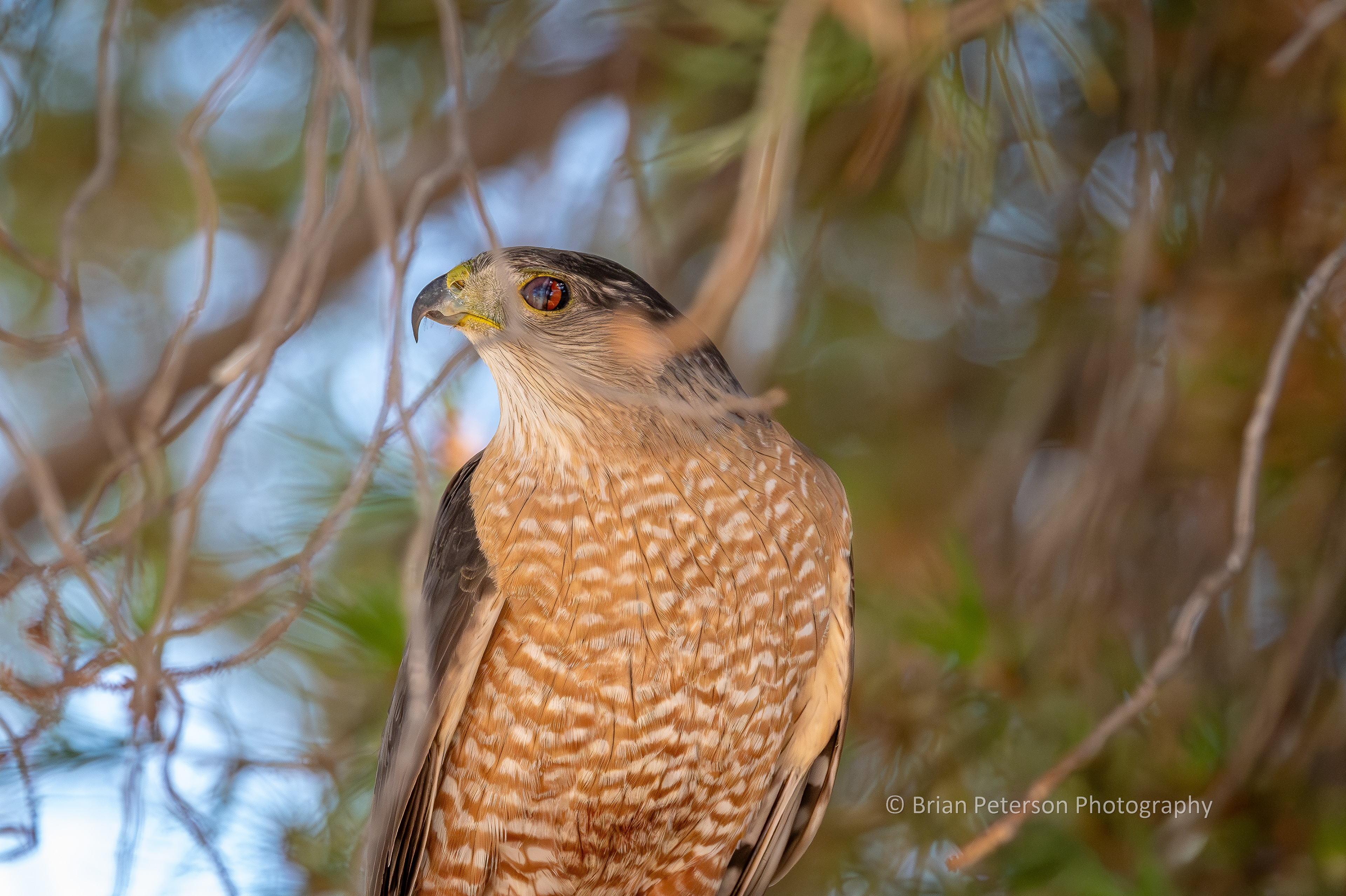 Alice the Cooper's Hawk in the backyard pine tree, and his third eyelid is half-way up.