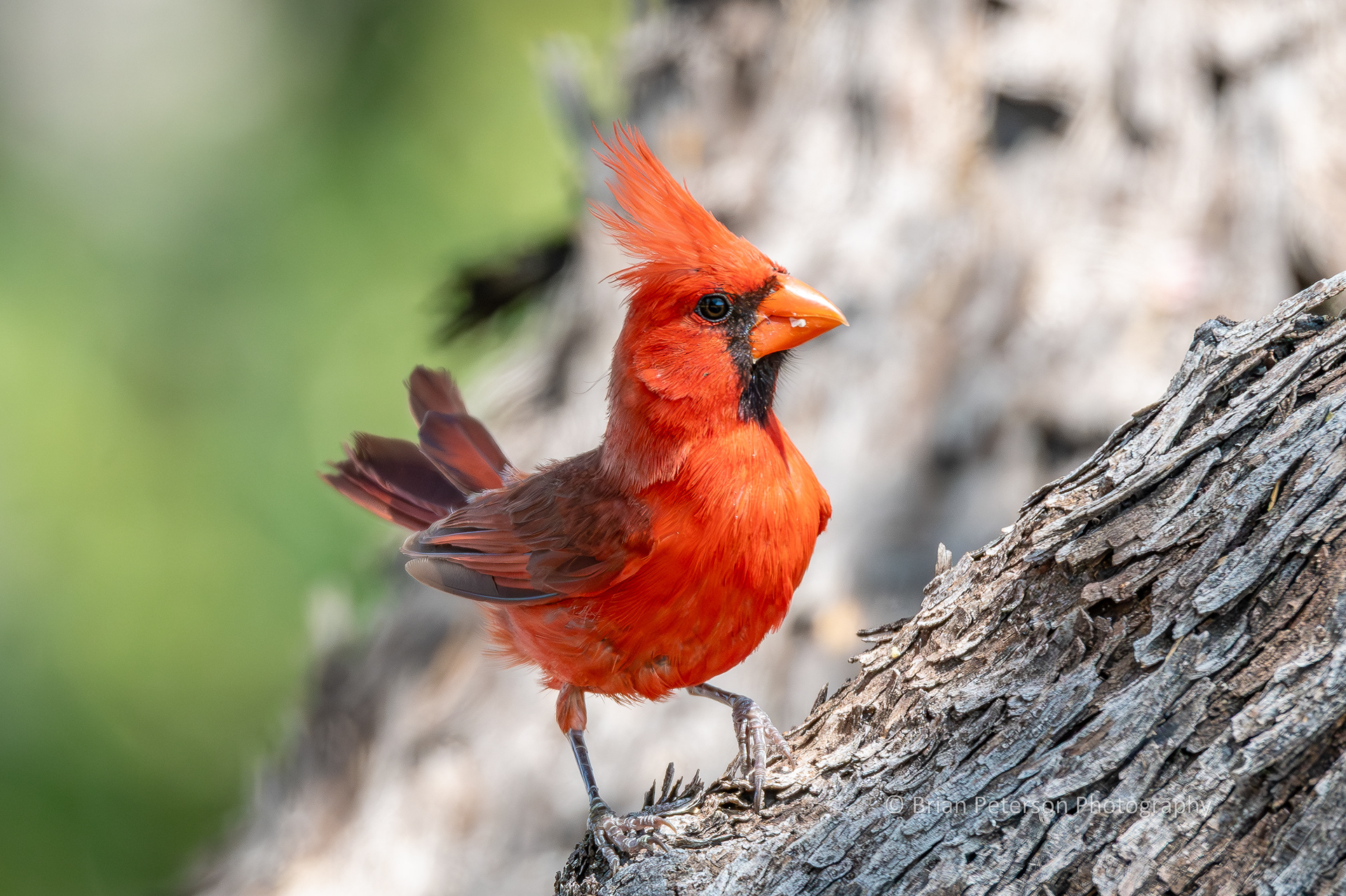 Male northern cardinal in the big mesquite tree in my backyard.