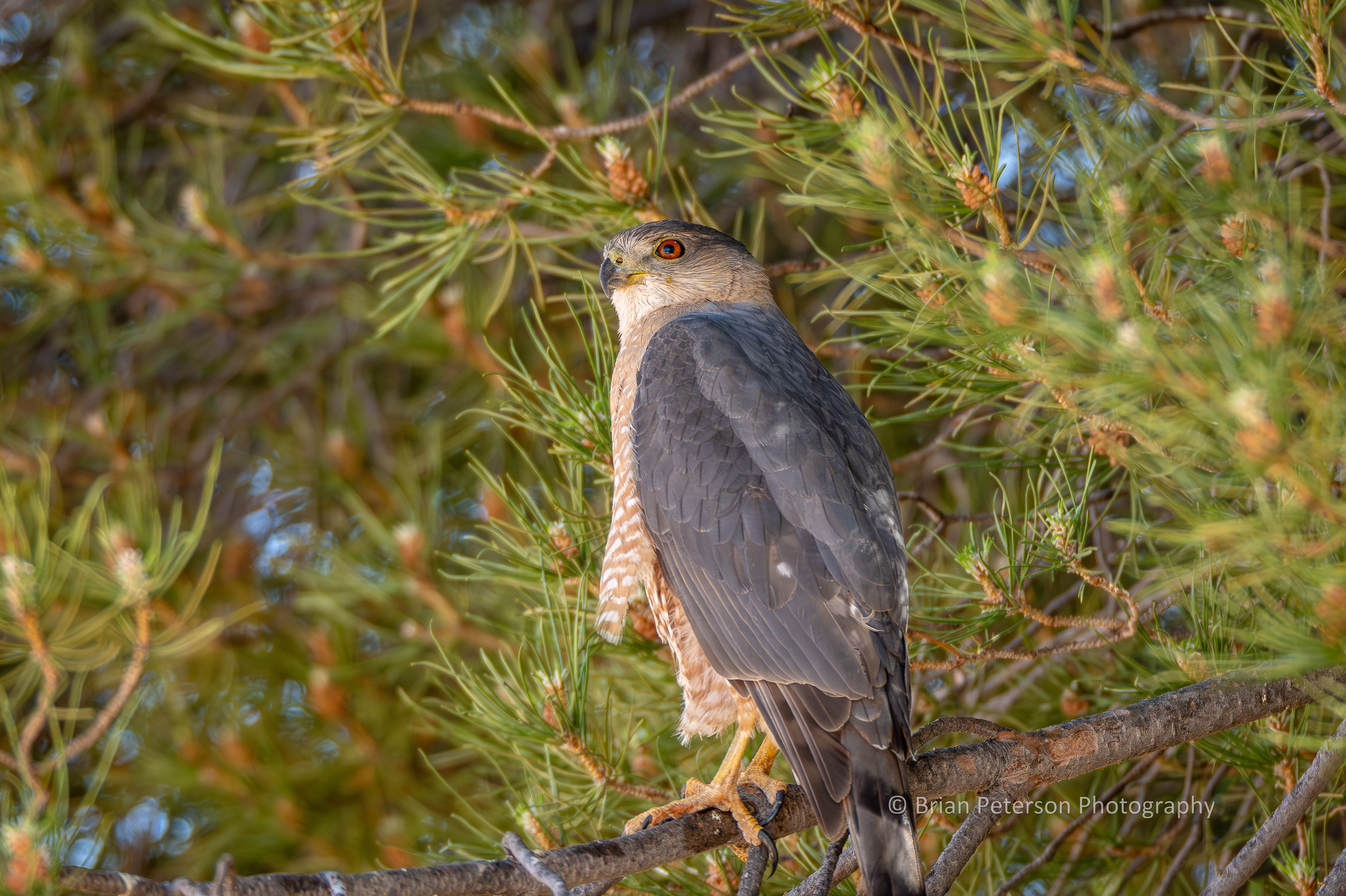Alice the Cooper's Hawk in the big pine tree in the backyard.