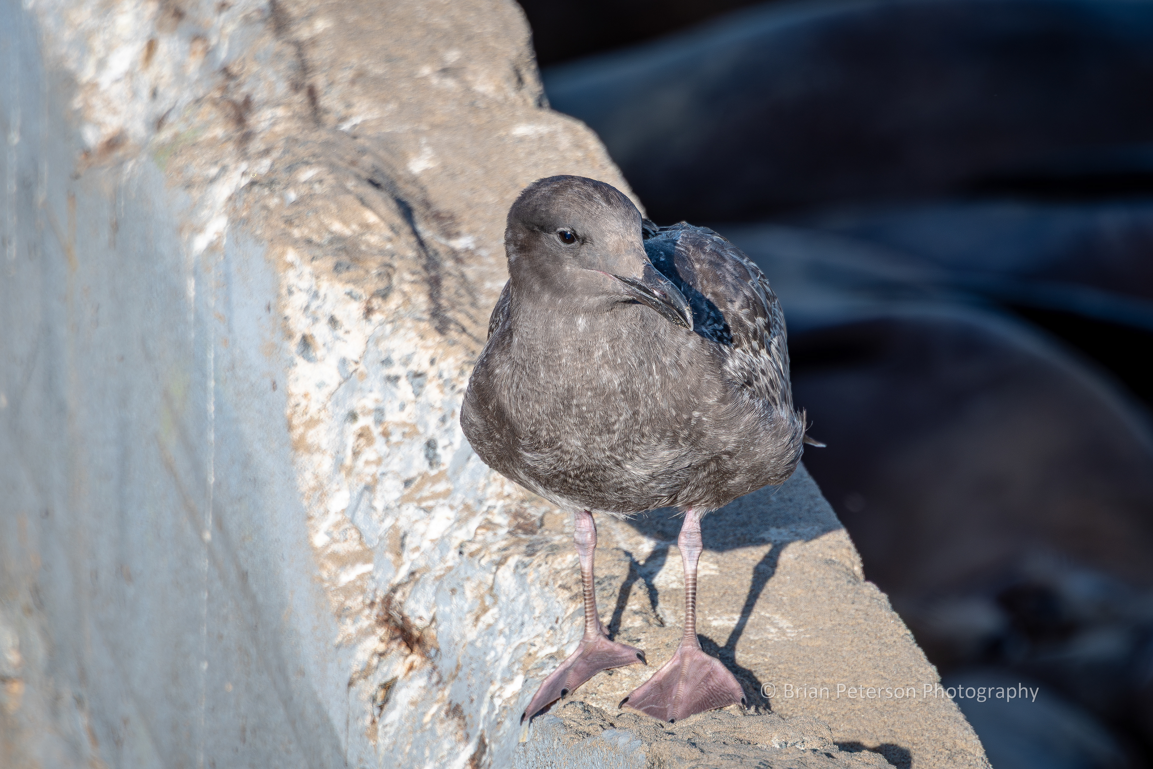DSC_1696: Immature Western Gull on a Wall at the Wharf.
