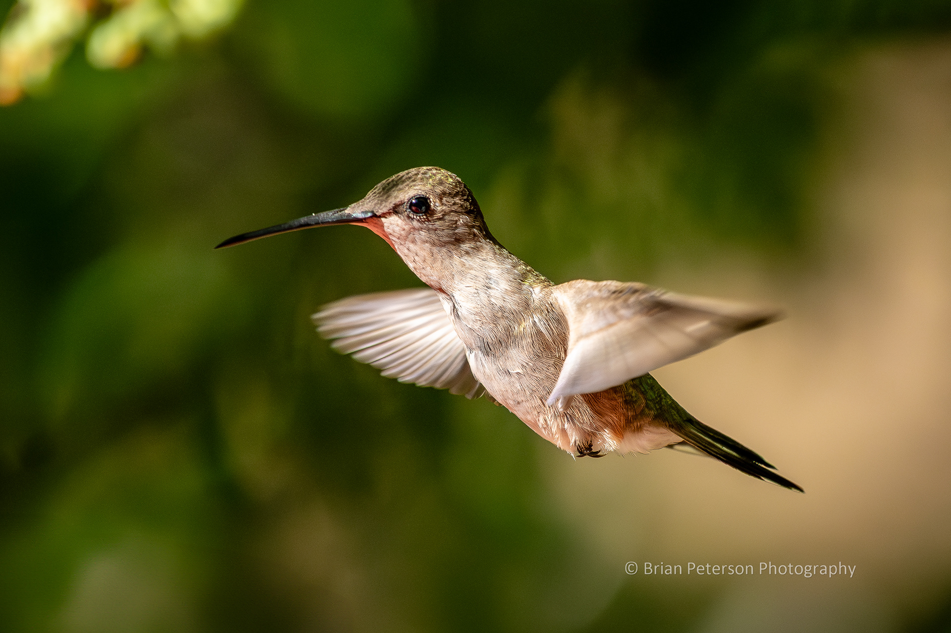 Female black-chinned hummingbird does not have a black chin.