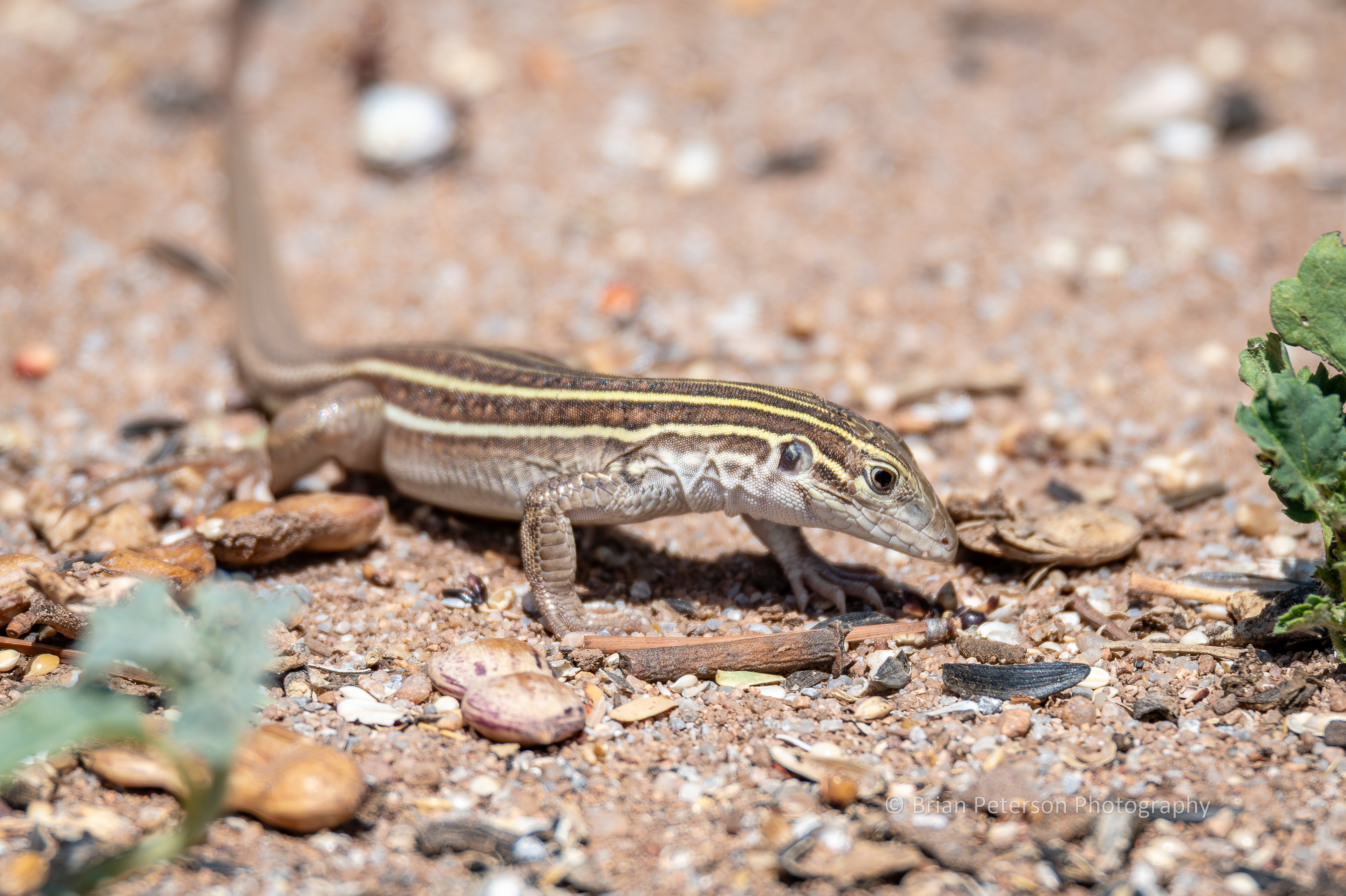 Sonoran spotted whiptail lizard hunting.