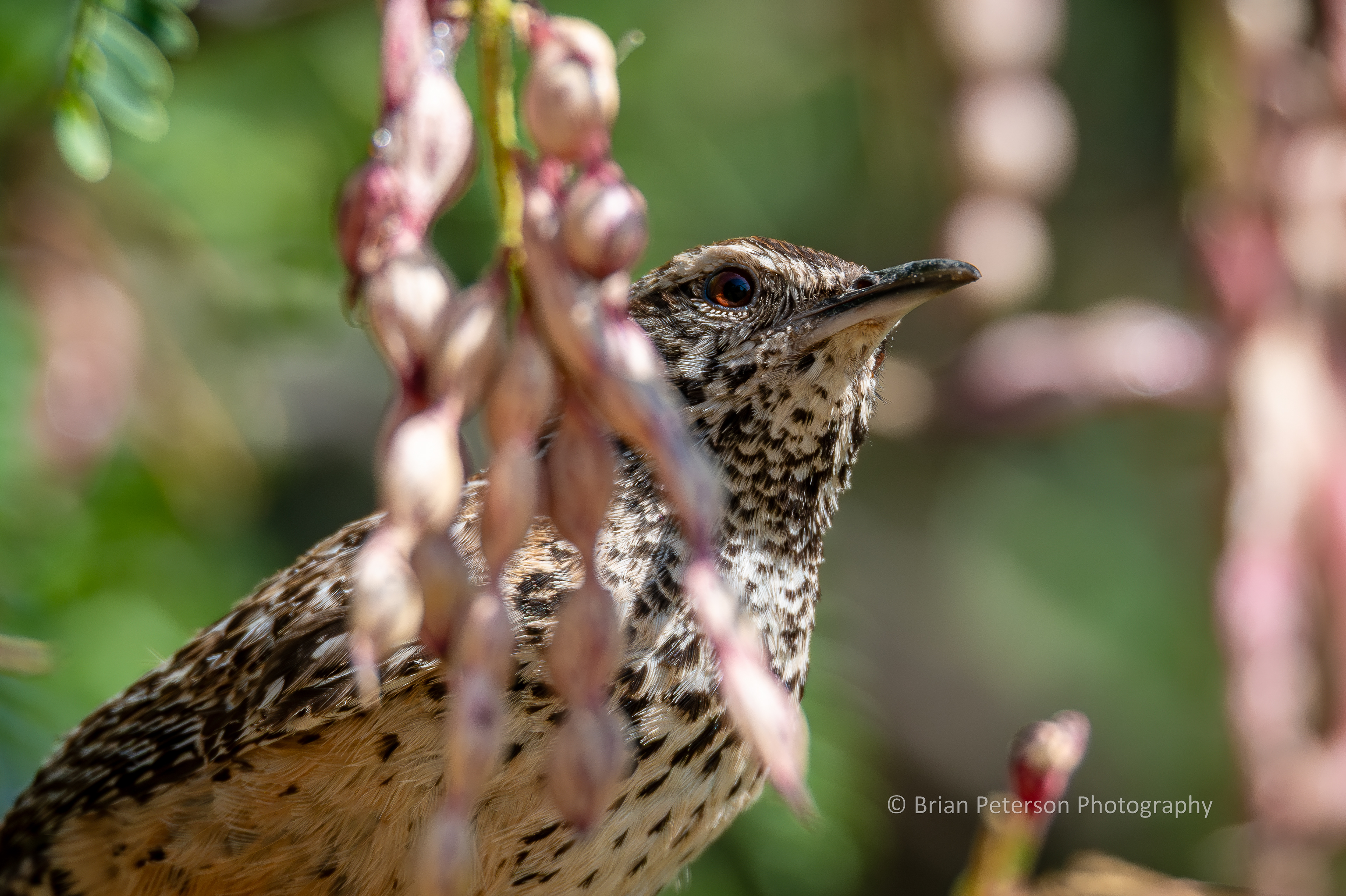 Cactus wren in a mesquite tree, behind the mesquite beans.