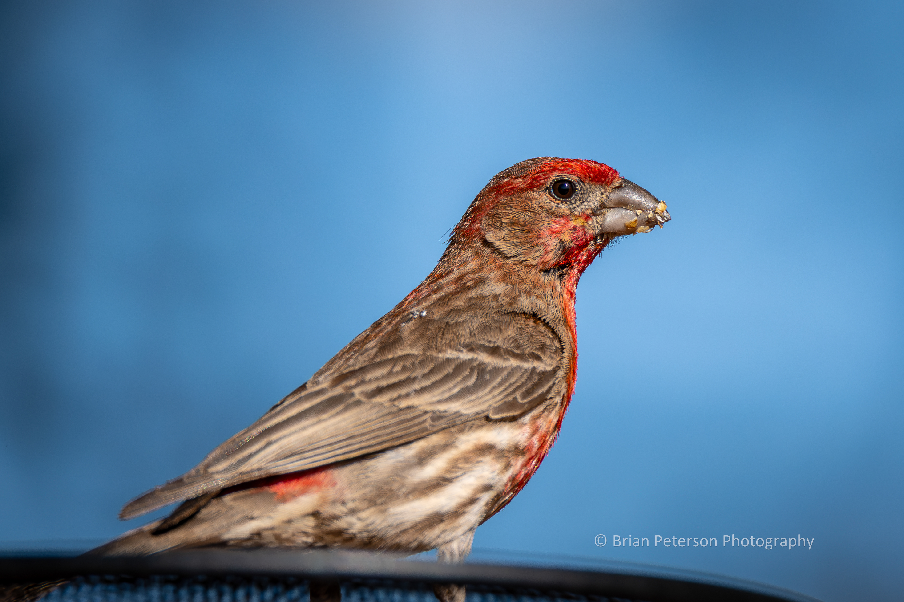 The experts tell me that the color of the male house finch depends on what he eats.
