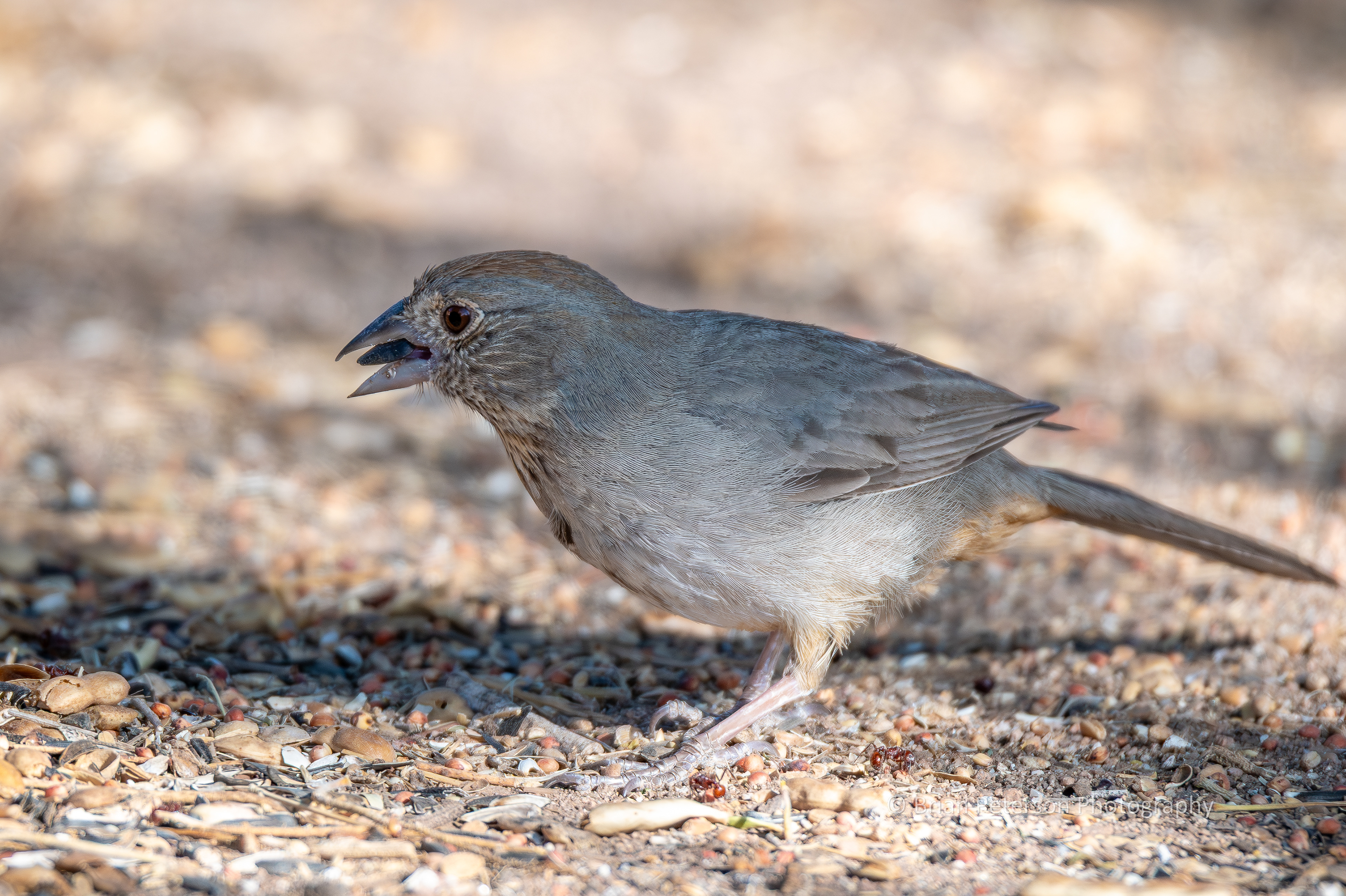 Canyon towhees really like the sunflower seeds.