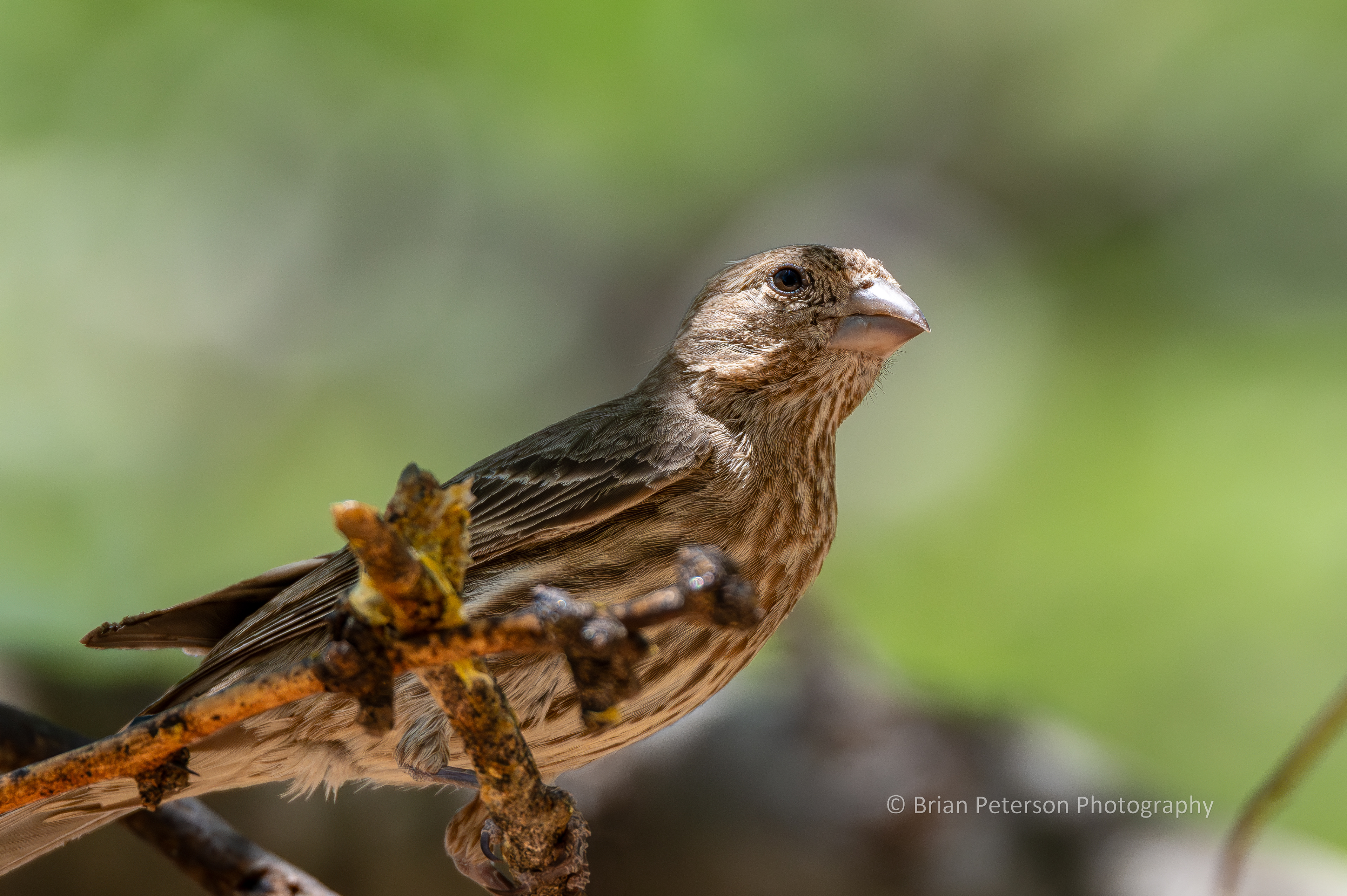 I don't take many photos of finches. Here's a female house finch in the big mesquite tree in my backyard.