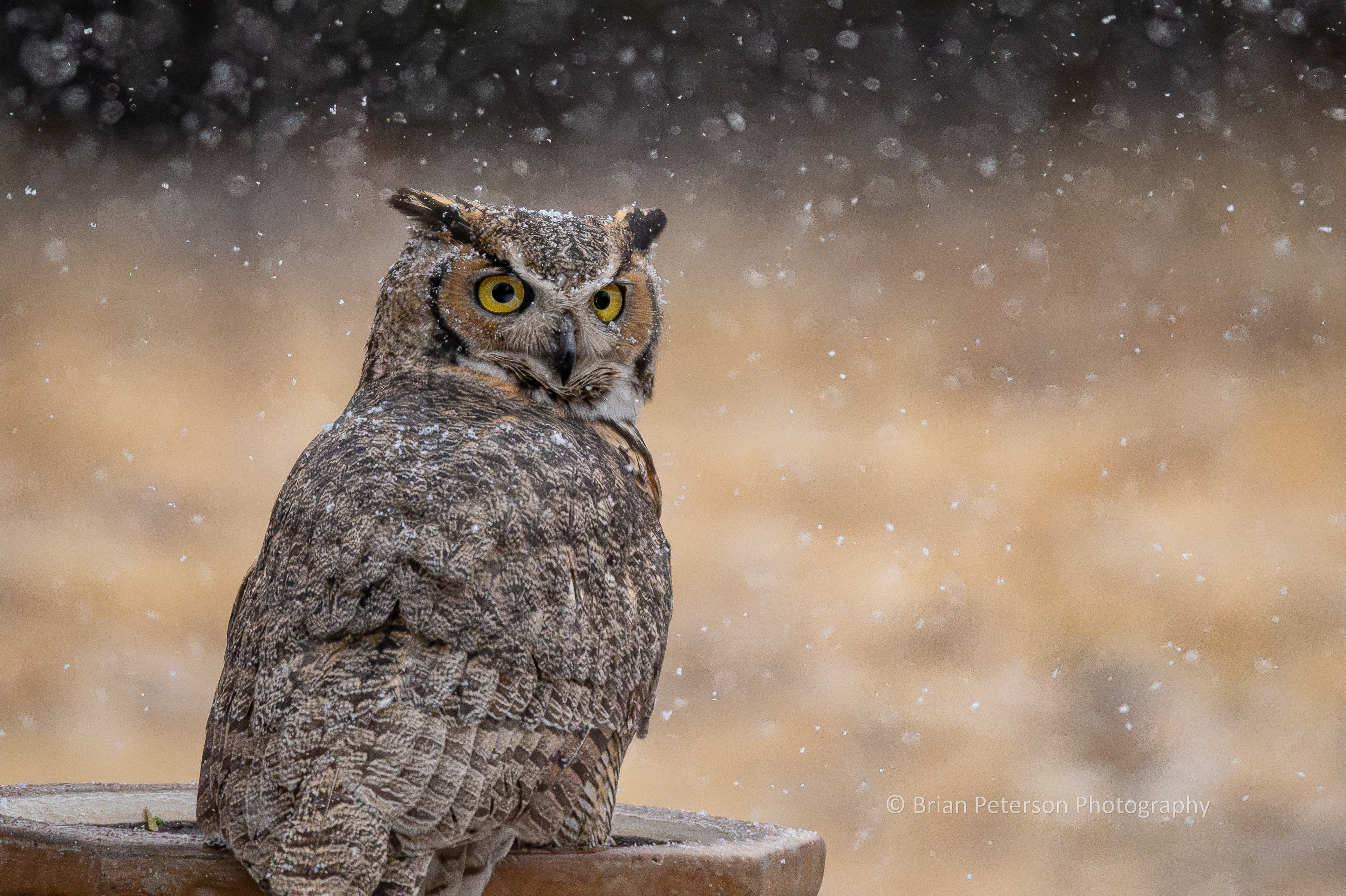 Gratuitous owl photo from the day in January when it was snowing in my backyard.