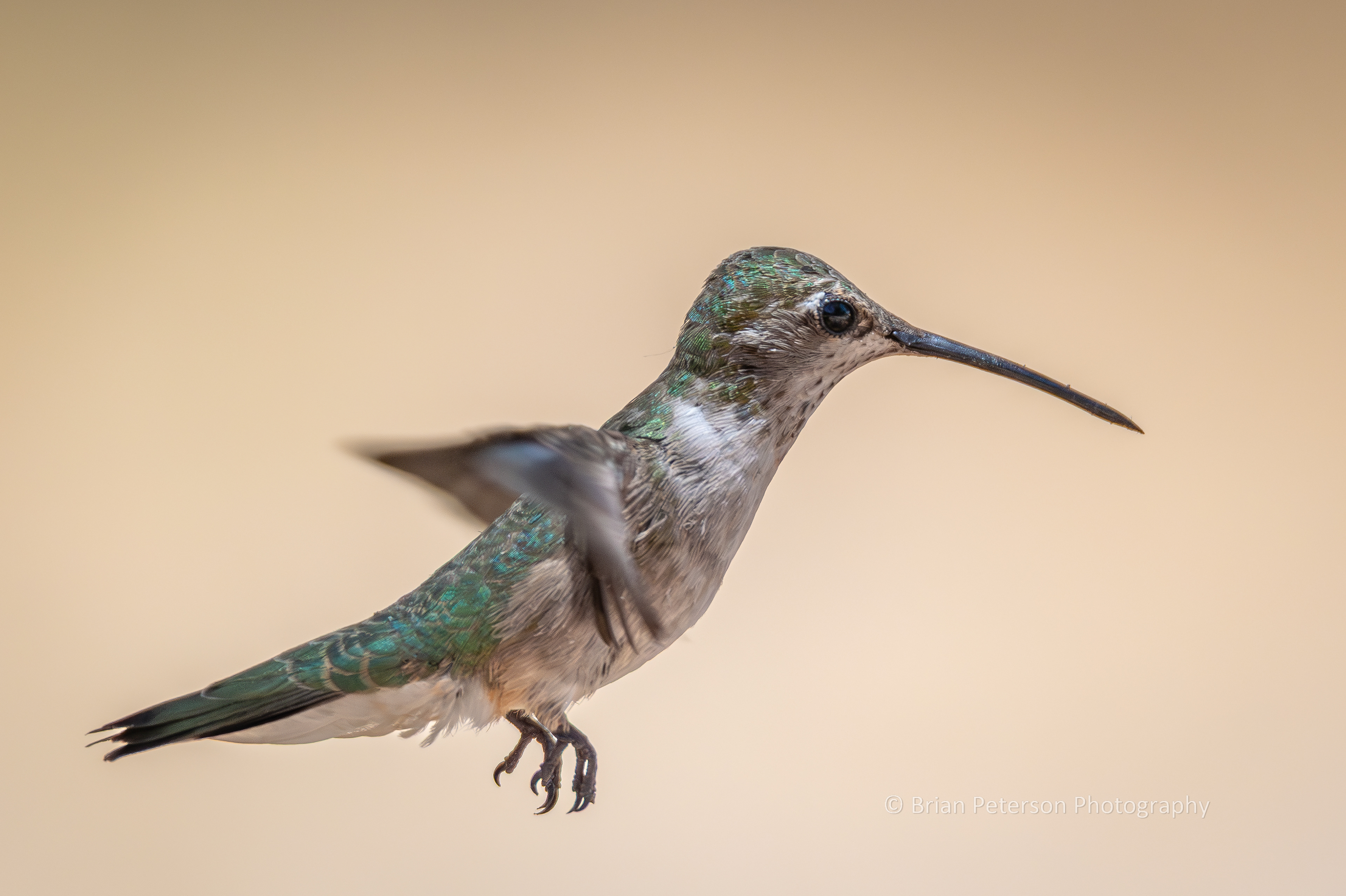 Female black-chinned hummingbird flying.