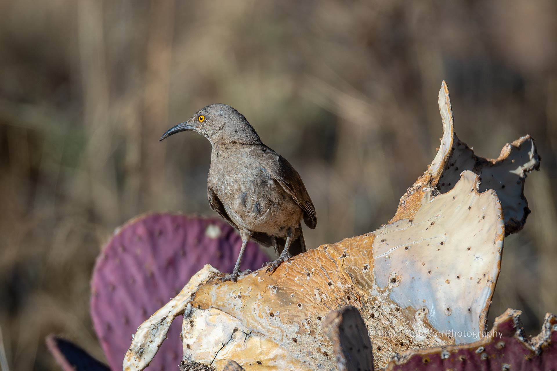 Curve-billed thrasher atop an old prickly pear.