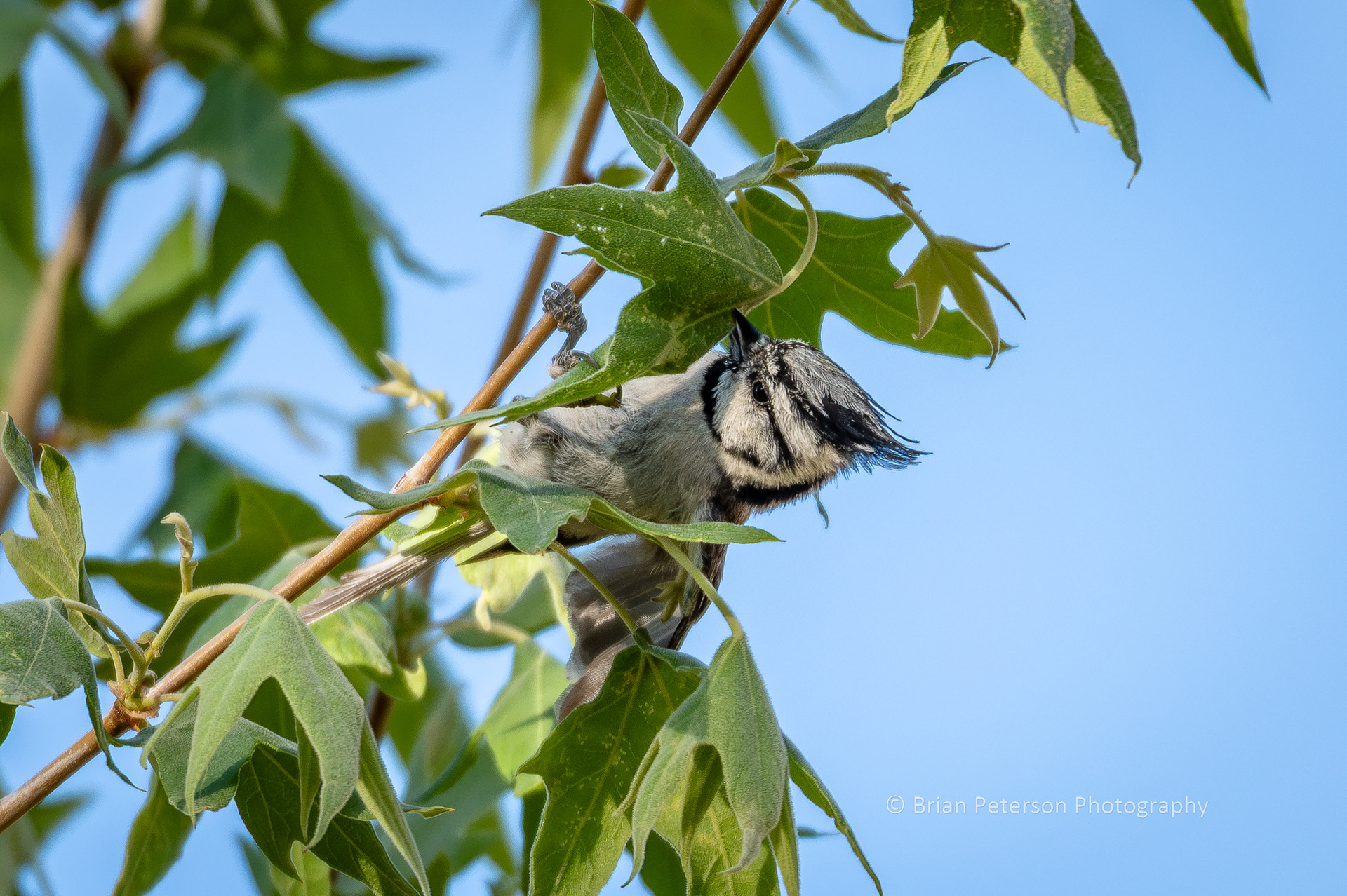 Bridled titmouse chomping on a leaf.