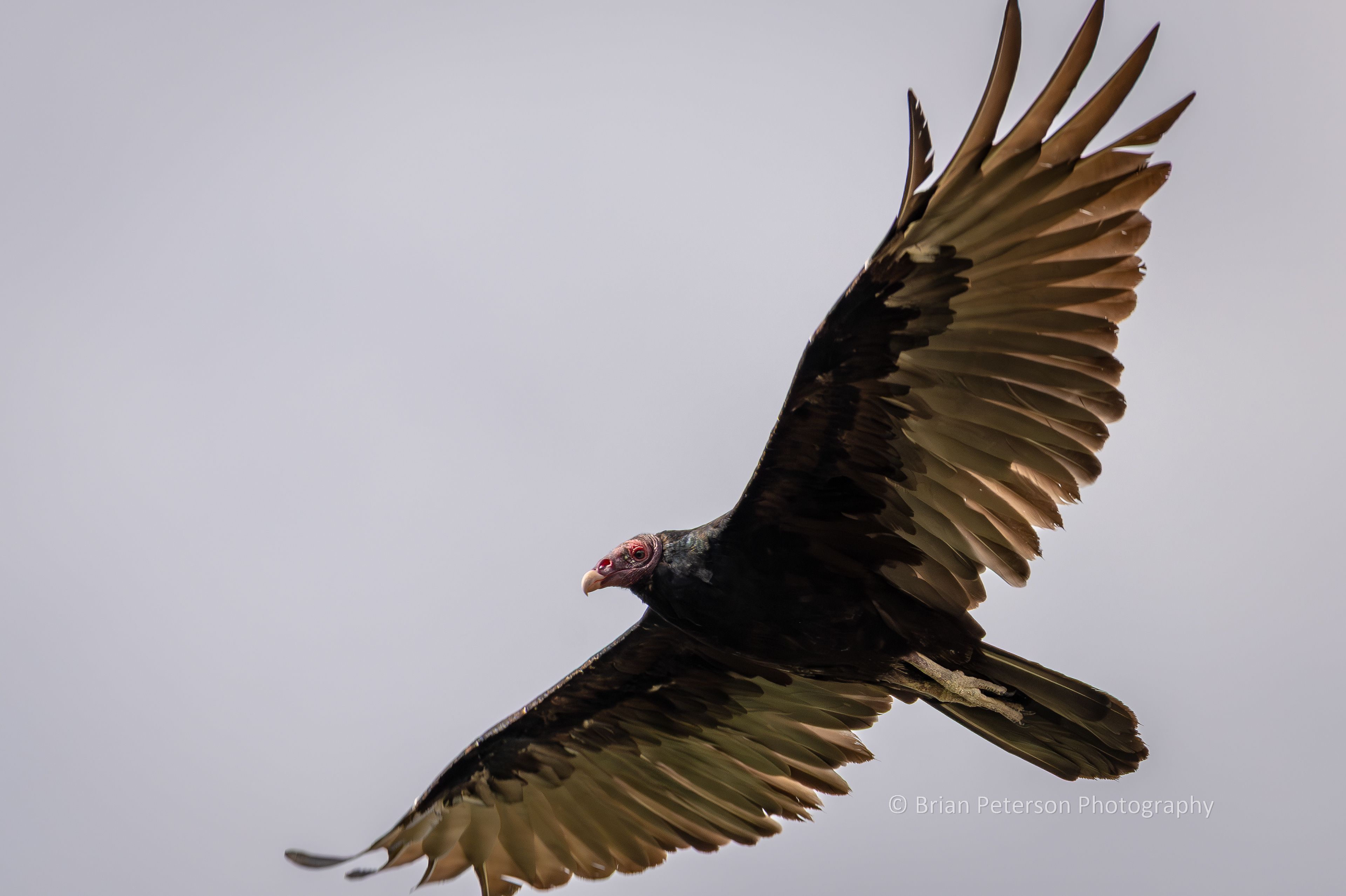 Turkey vulture kettling.