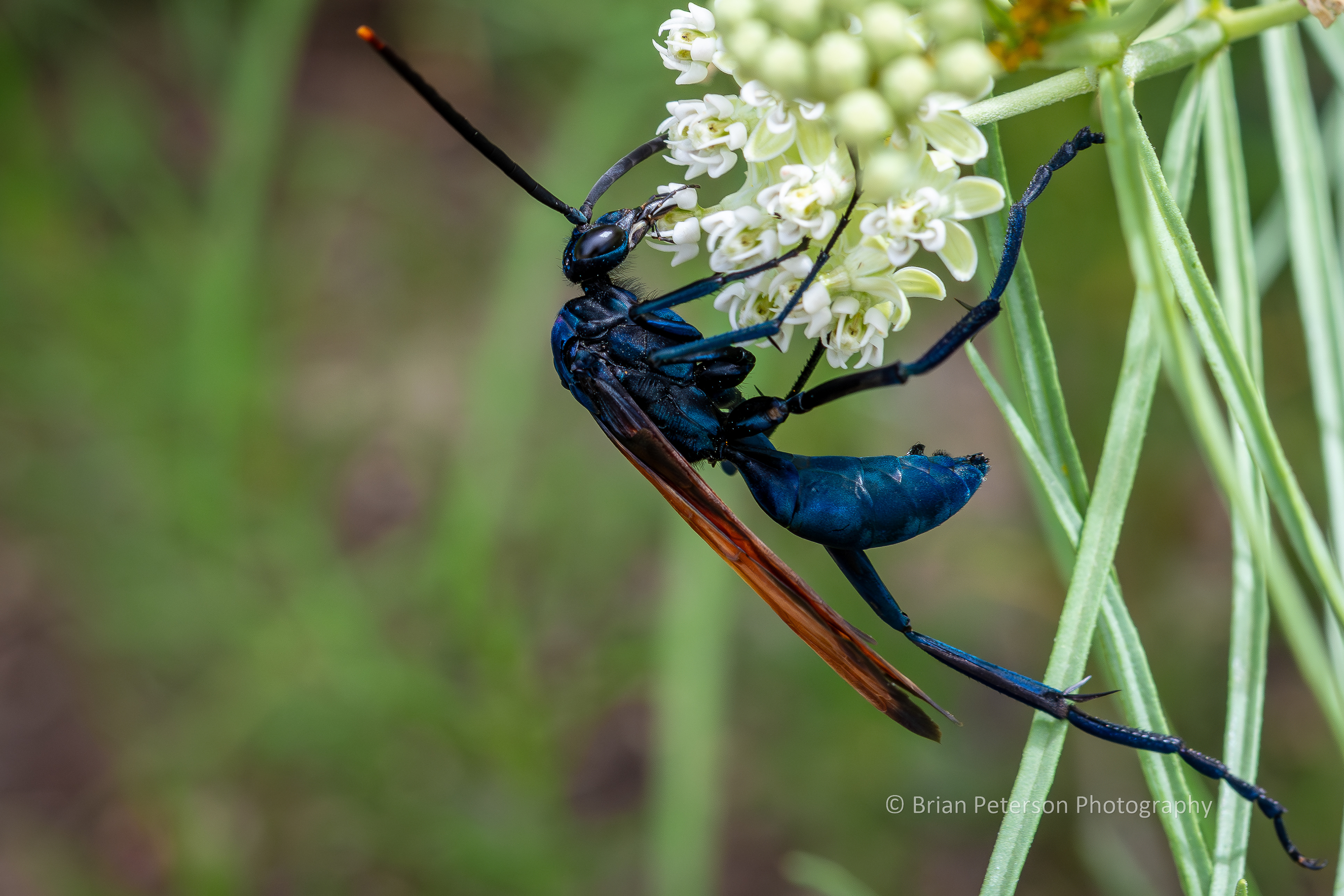 Tarantula hawk wasp refueling to go kill more tarantulas.