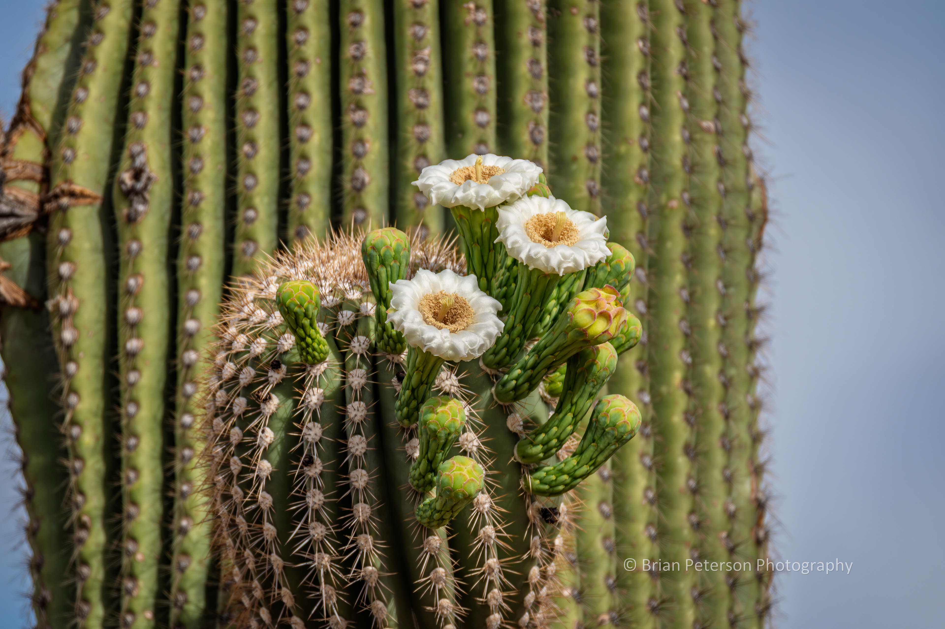 Saguaro cactus blossoms.