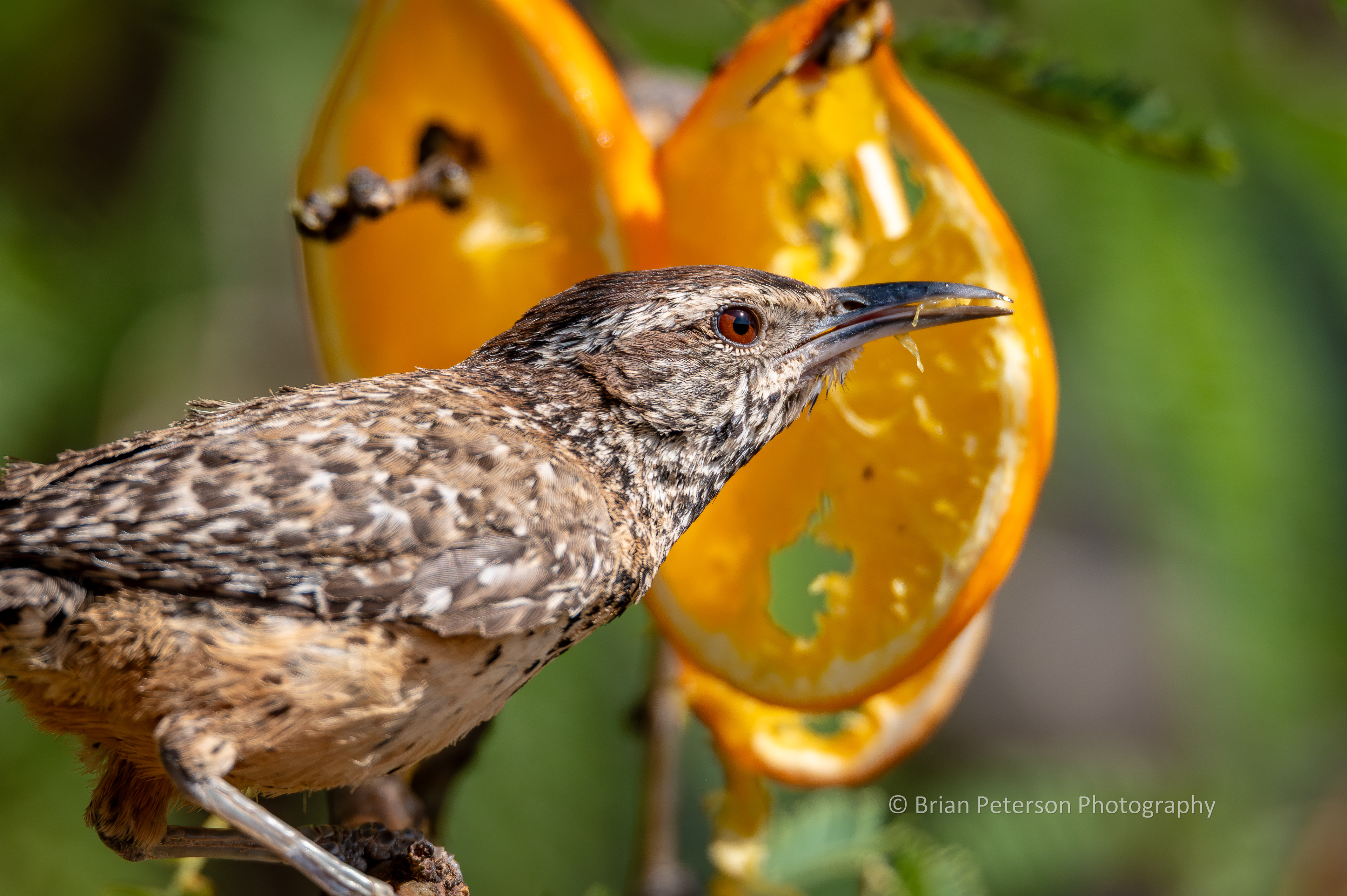 Cactus wren eating an orange. See the orange pulp in the beak. Look at the tongue!